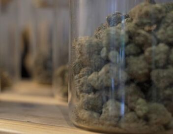 Cannabis, le paradoxe français