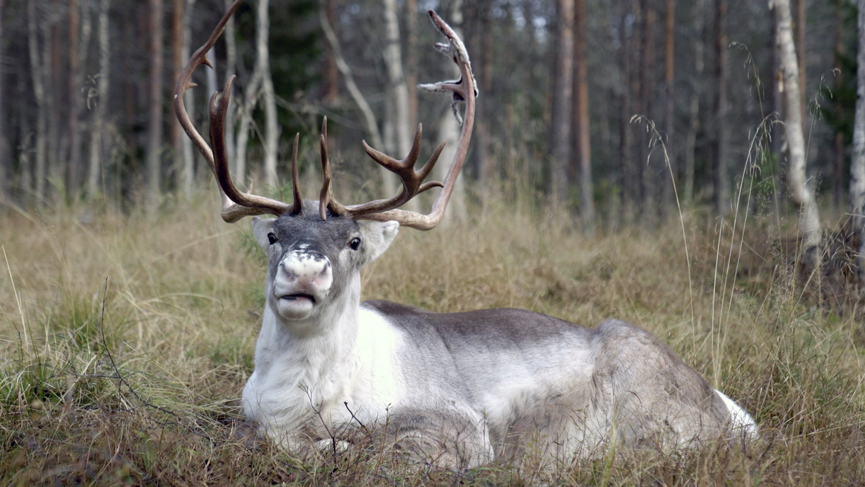 Tierisch high