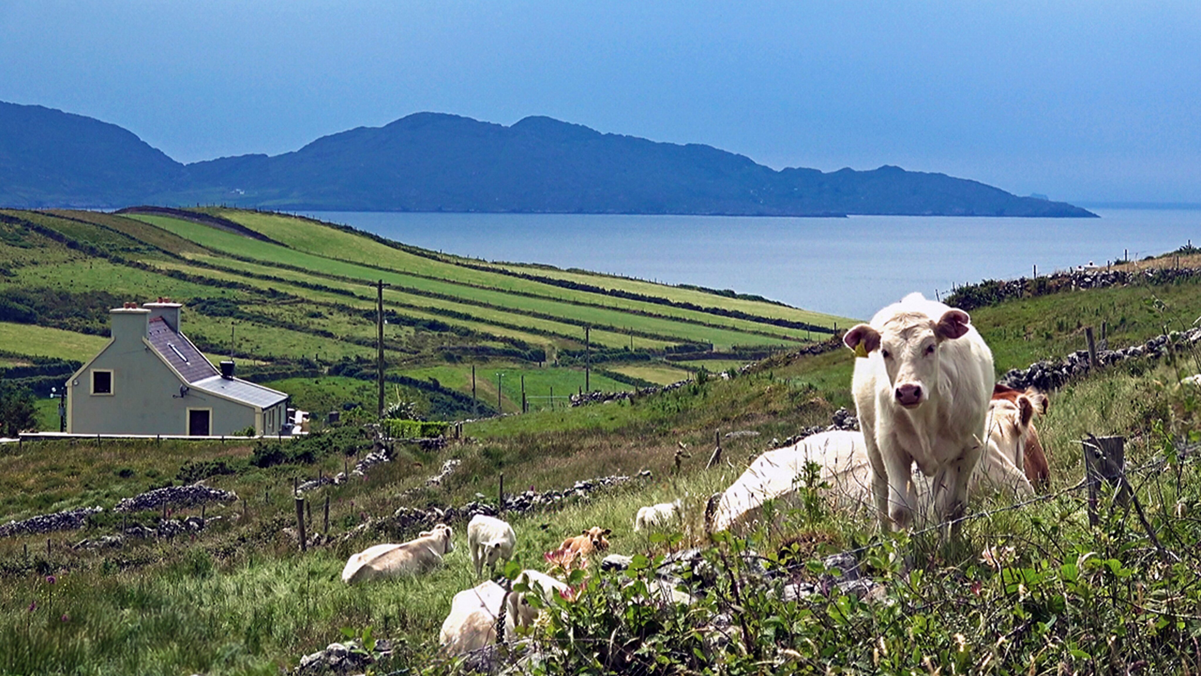Irland – grün und magisch