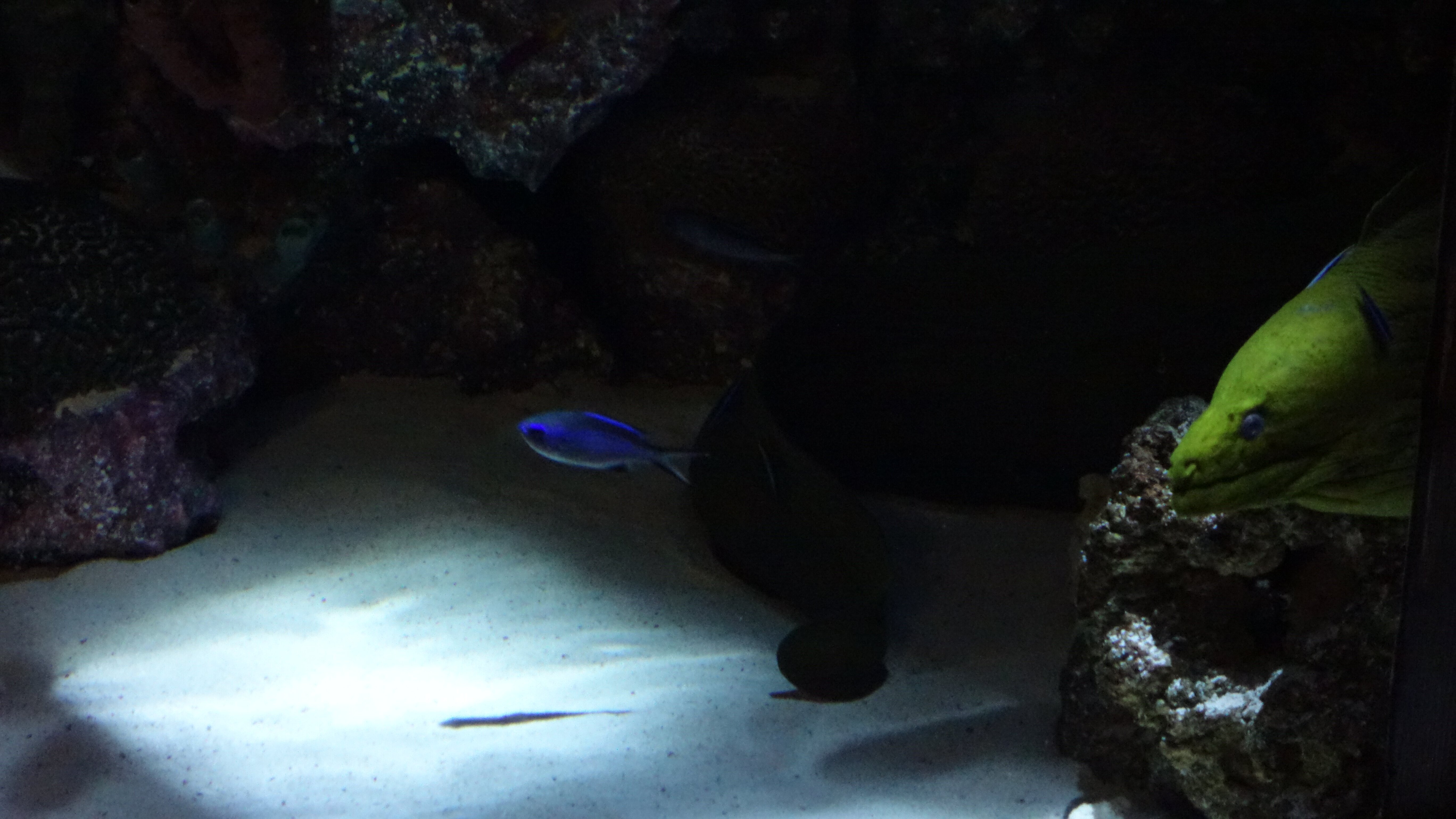 Das Atlanta-Aquarium