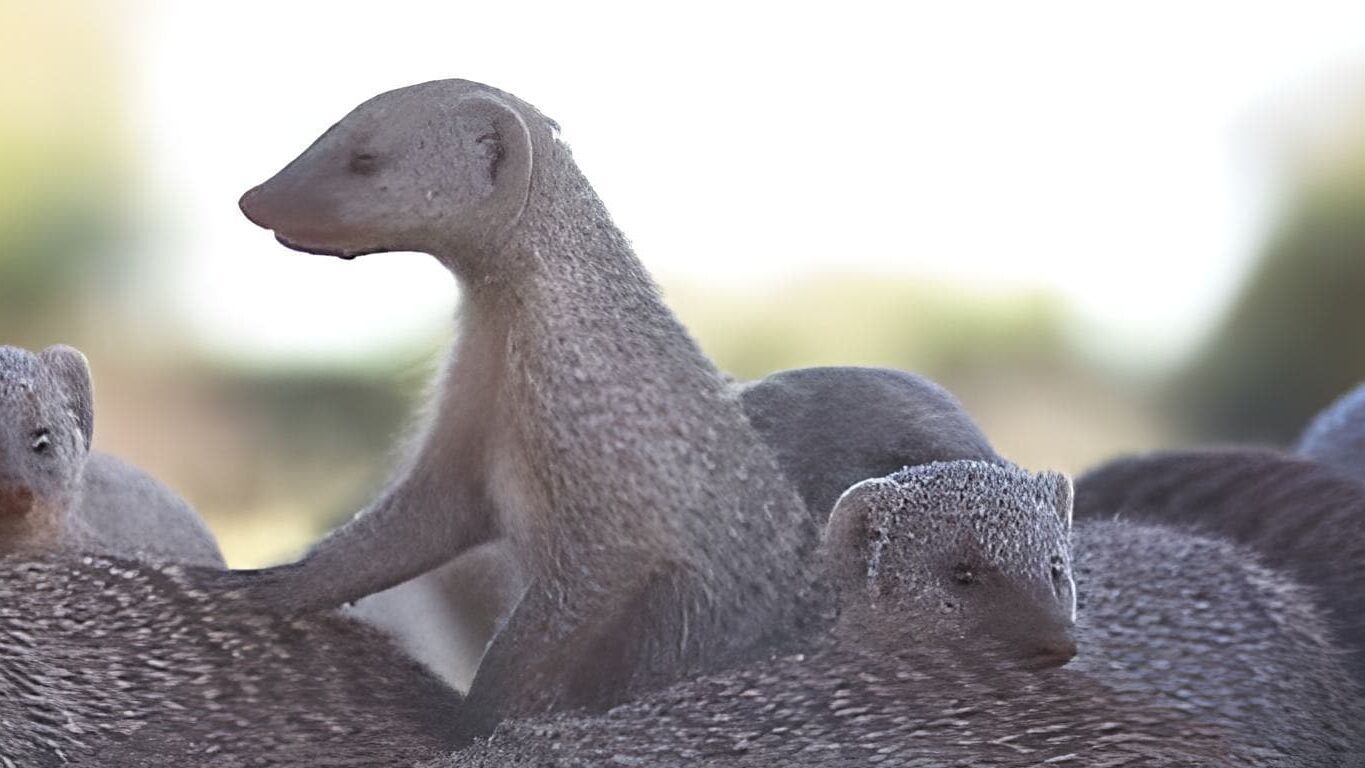 Das Waisenhaus für wilde Tiere – Abenteuer Afrika