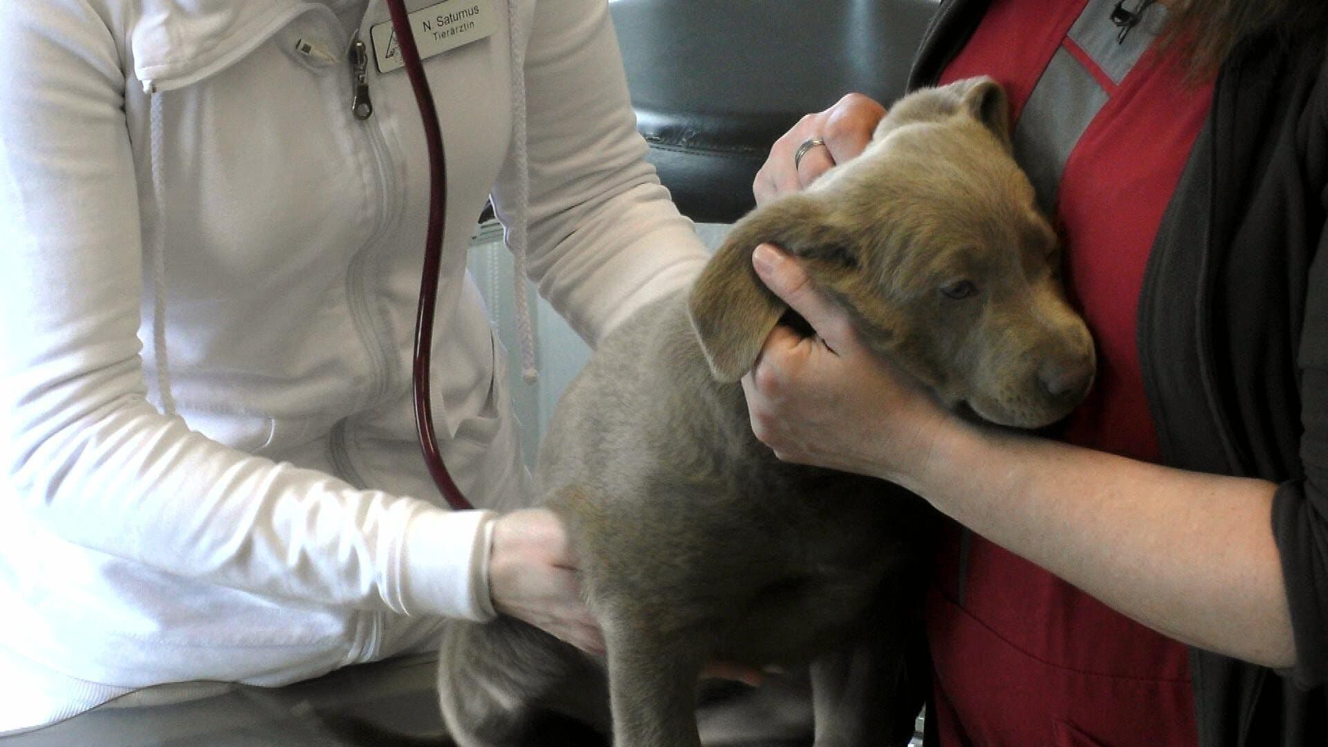 Hautnah: Die Tierklinik