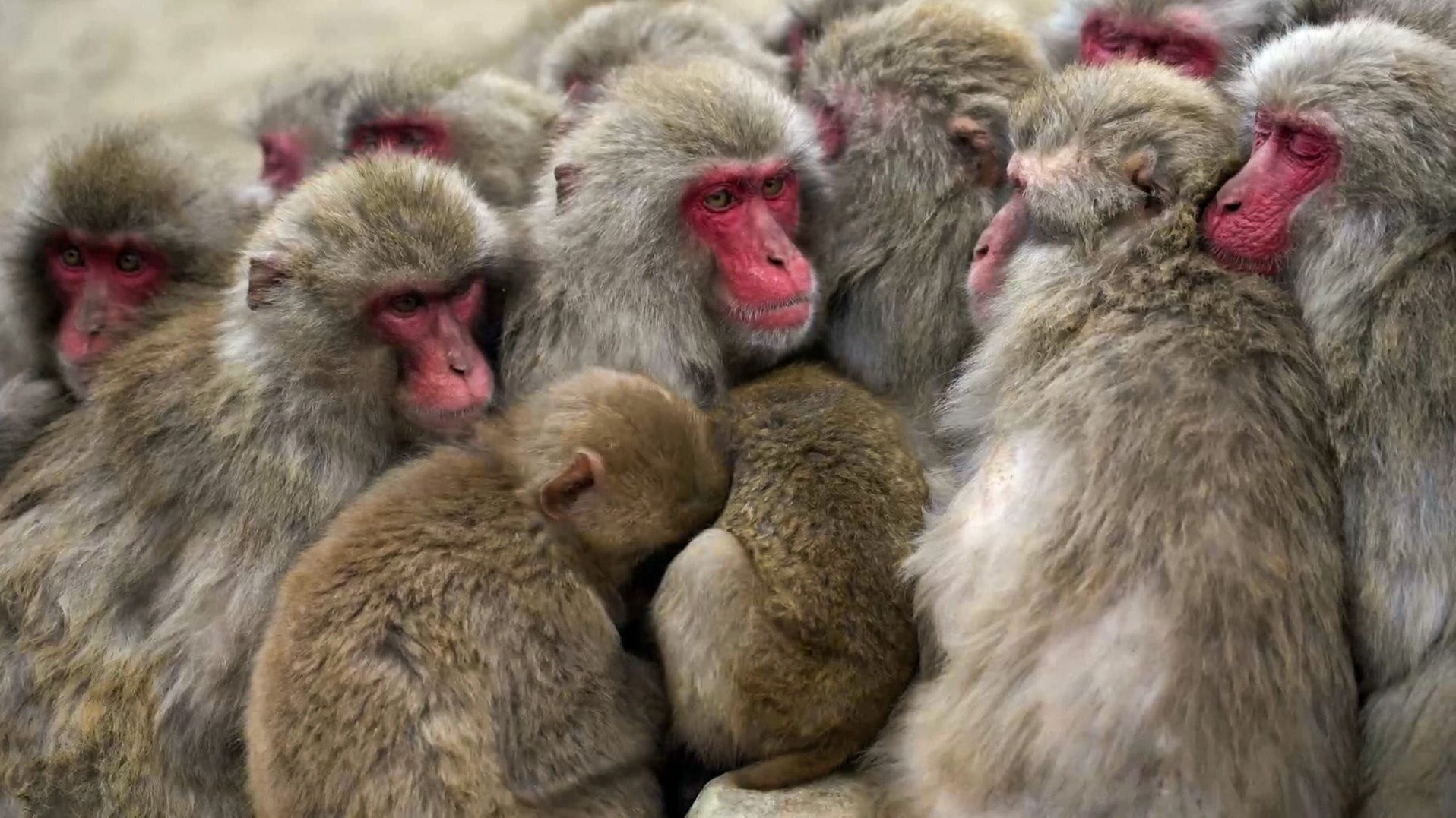 Die Schule der Tiere – Lernen von Artgenossen