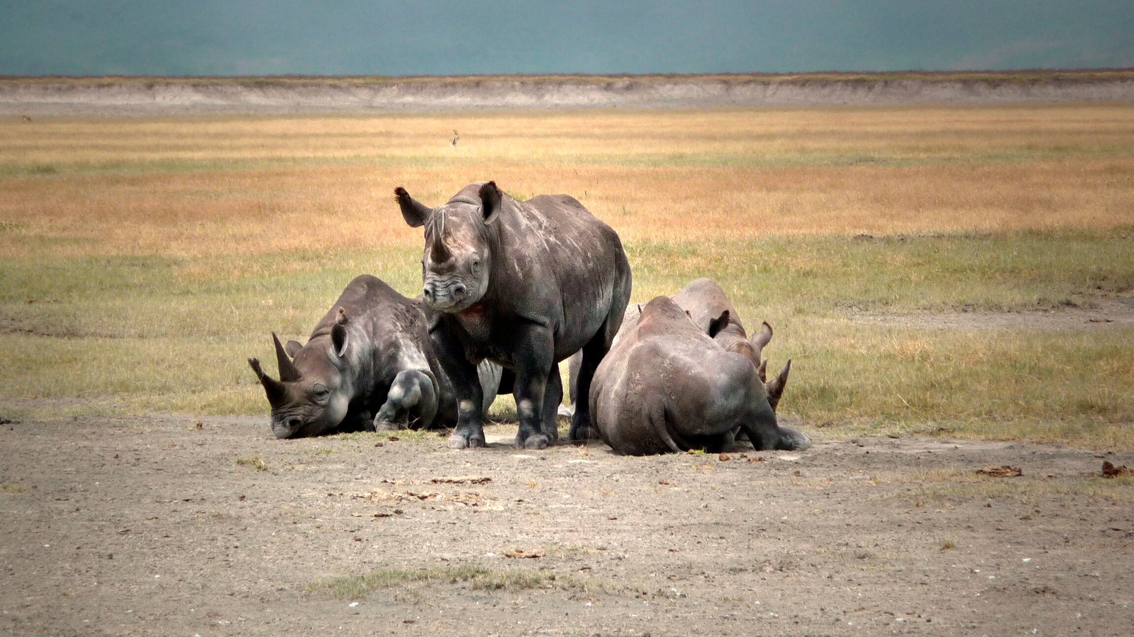 Safari Tansania