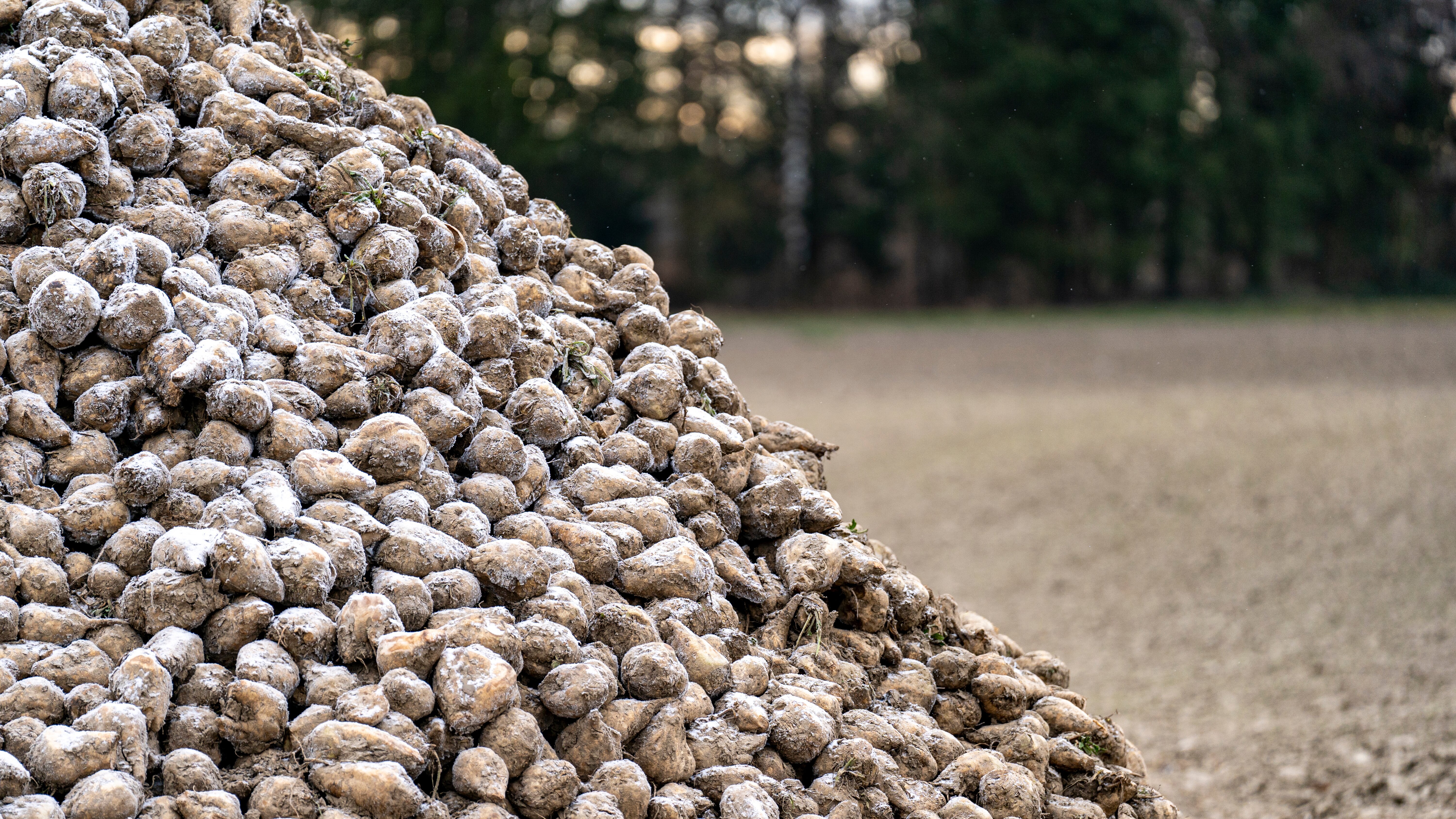 Vom Ahorn bis zur Zwiebel