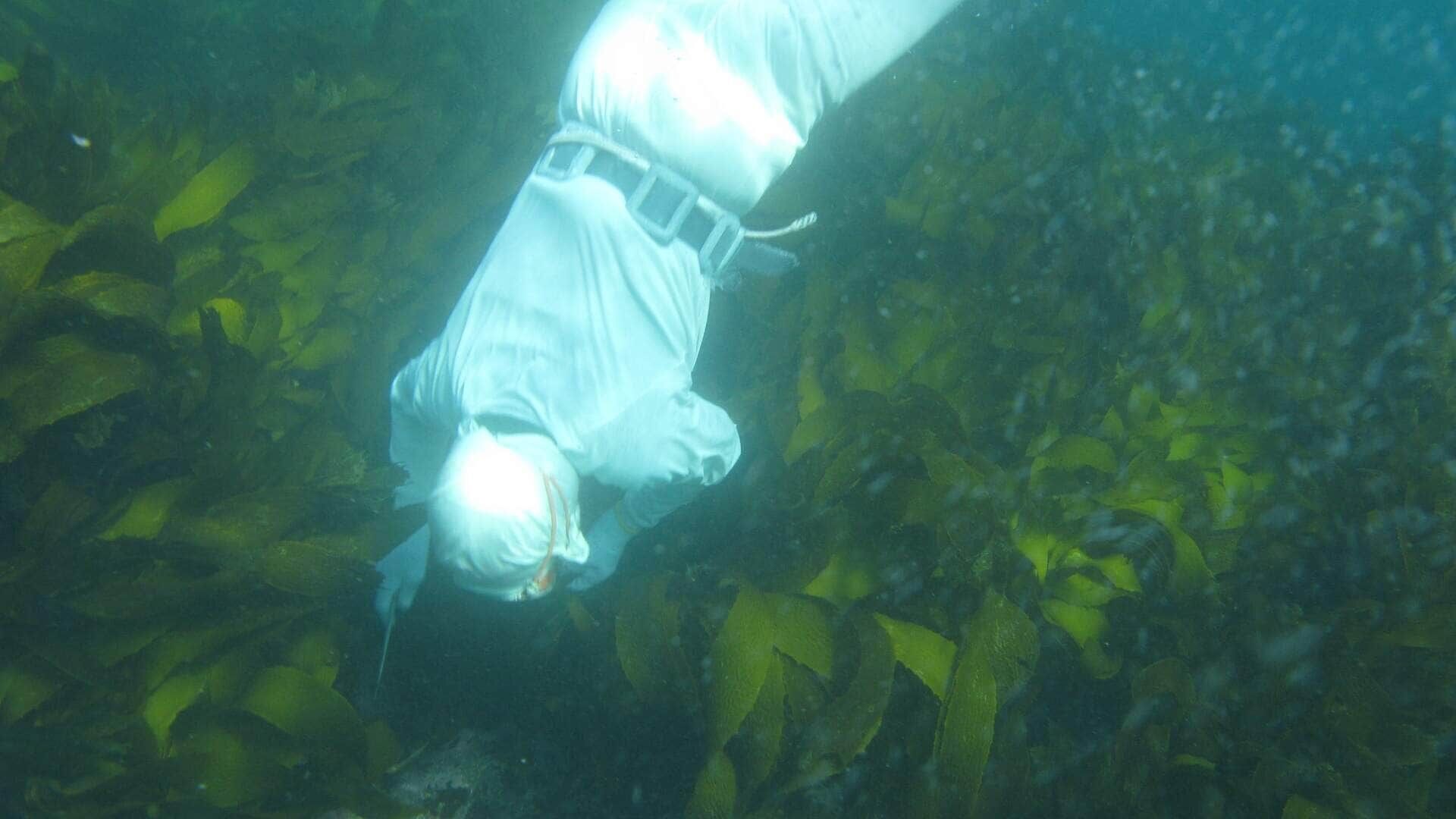 Die Meerfrauen von Japan