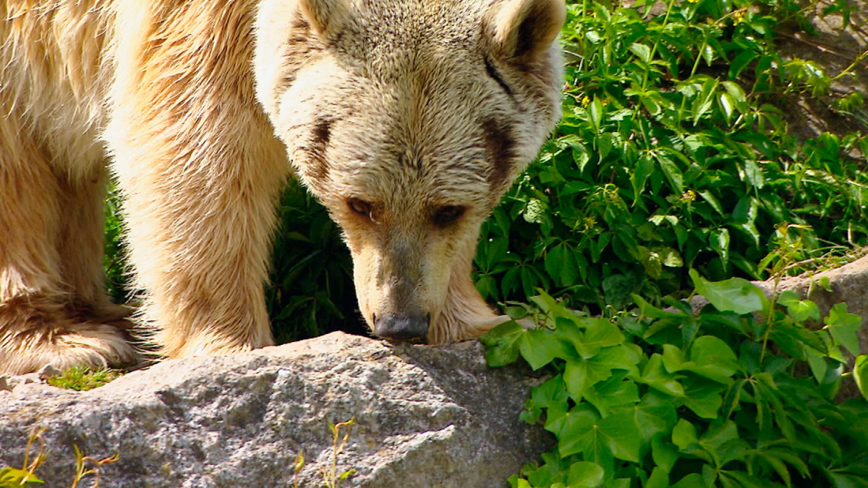 Eisbär, Affe & Co.