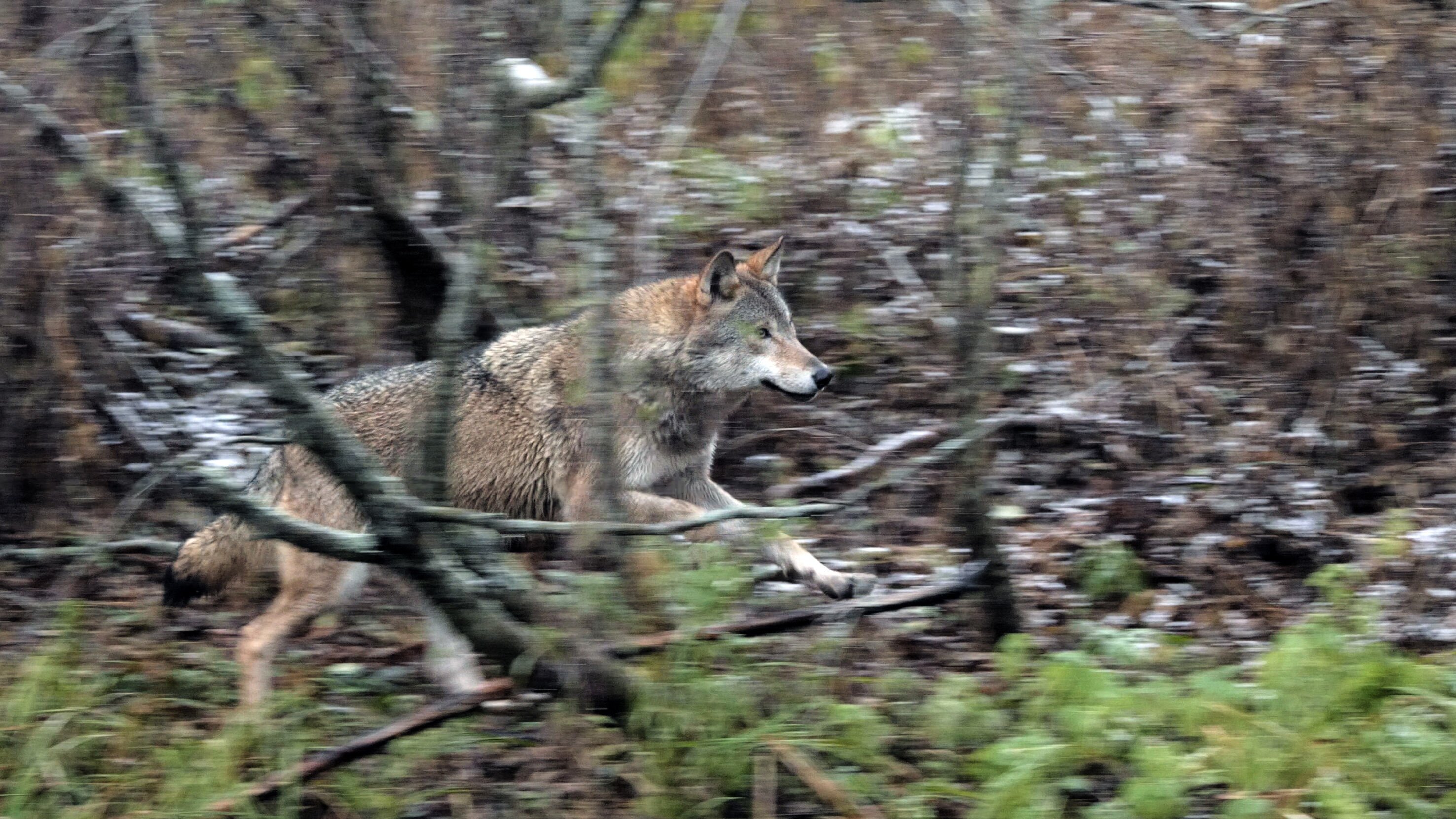 Wilder Grenzgänger – Der Wolf ist zurück