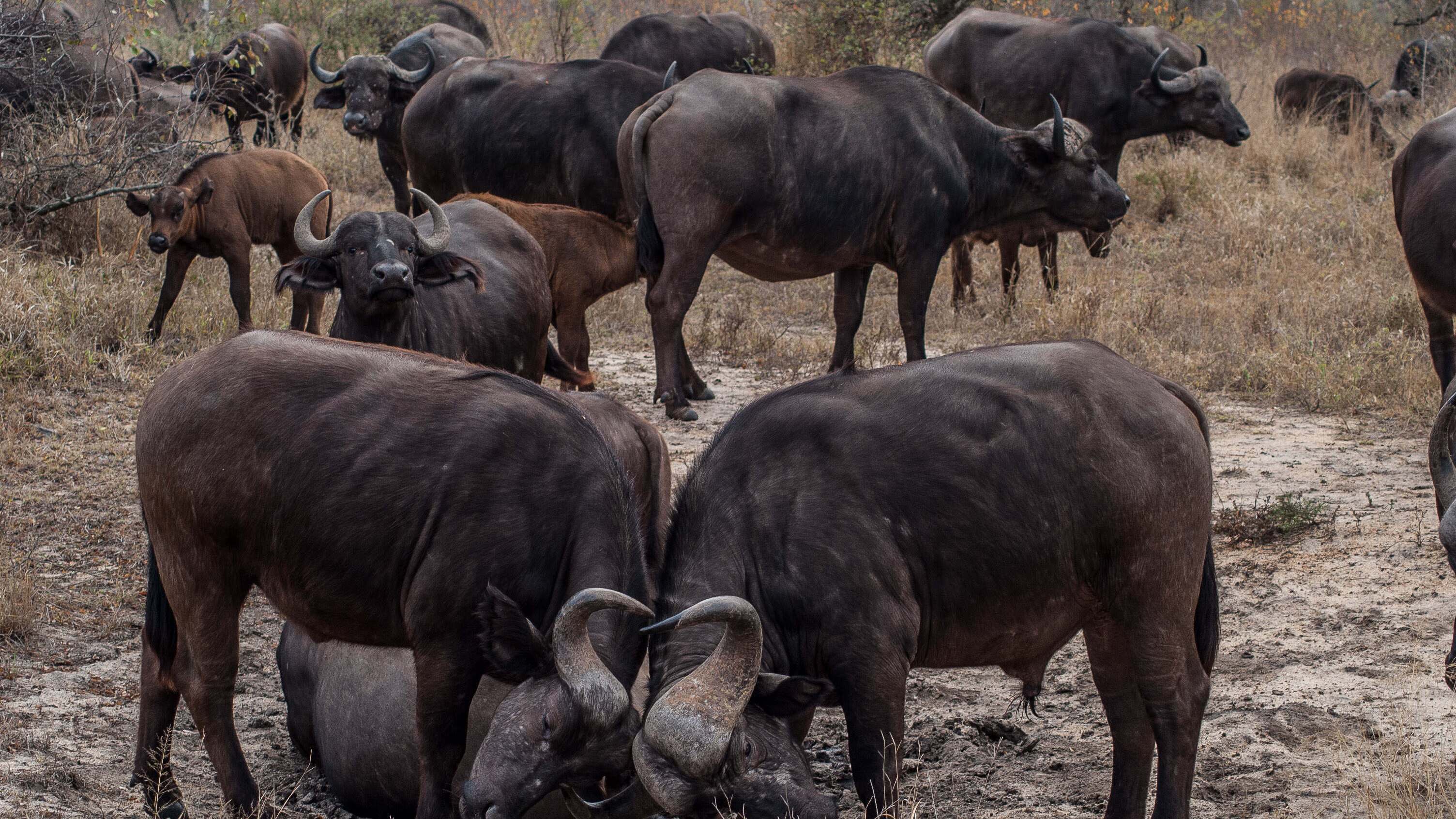 Tierische Titanen