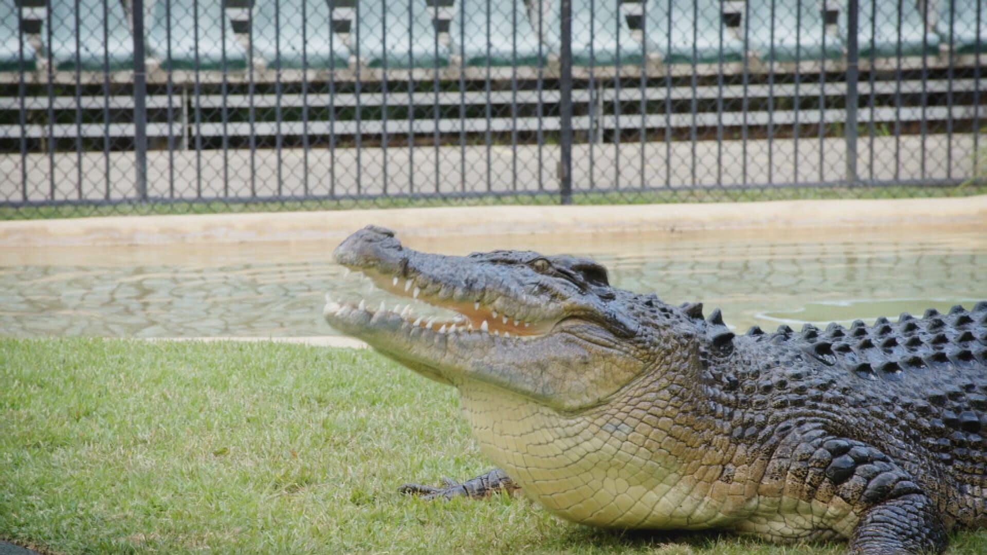 Die Irwins – Crocodile Hunter Family