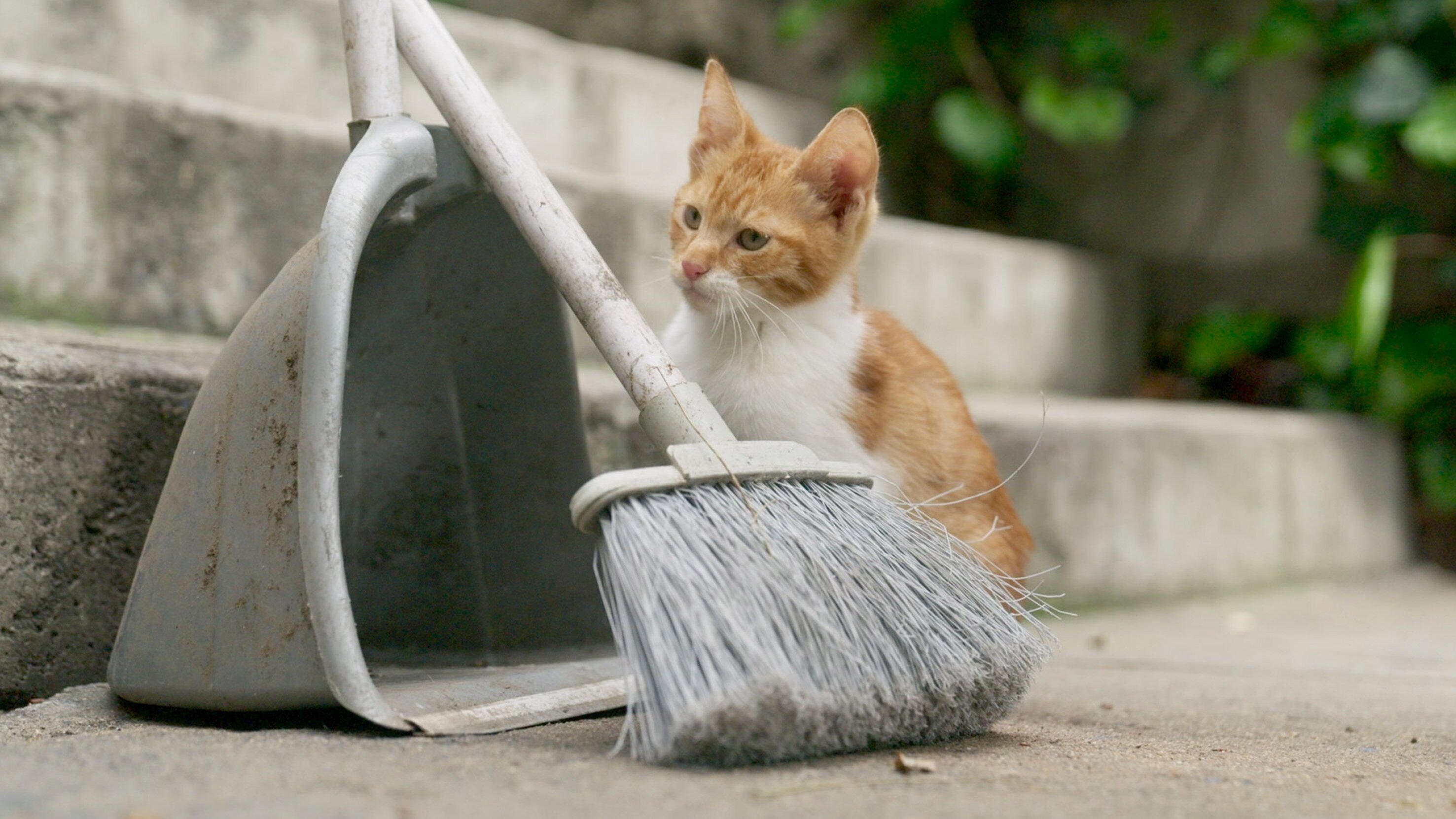 Istanbul, Stadt der Katzen