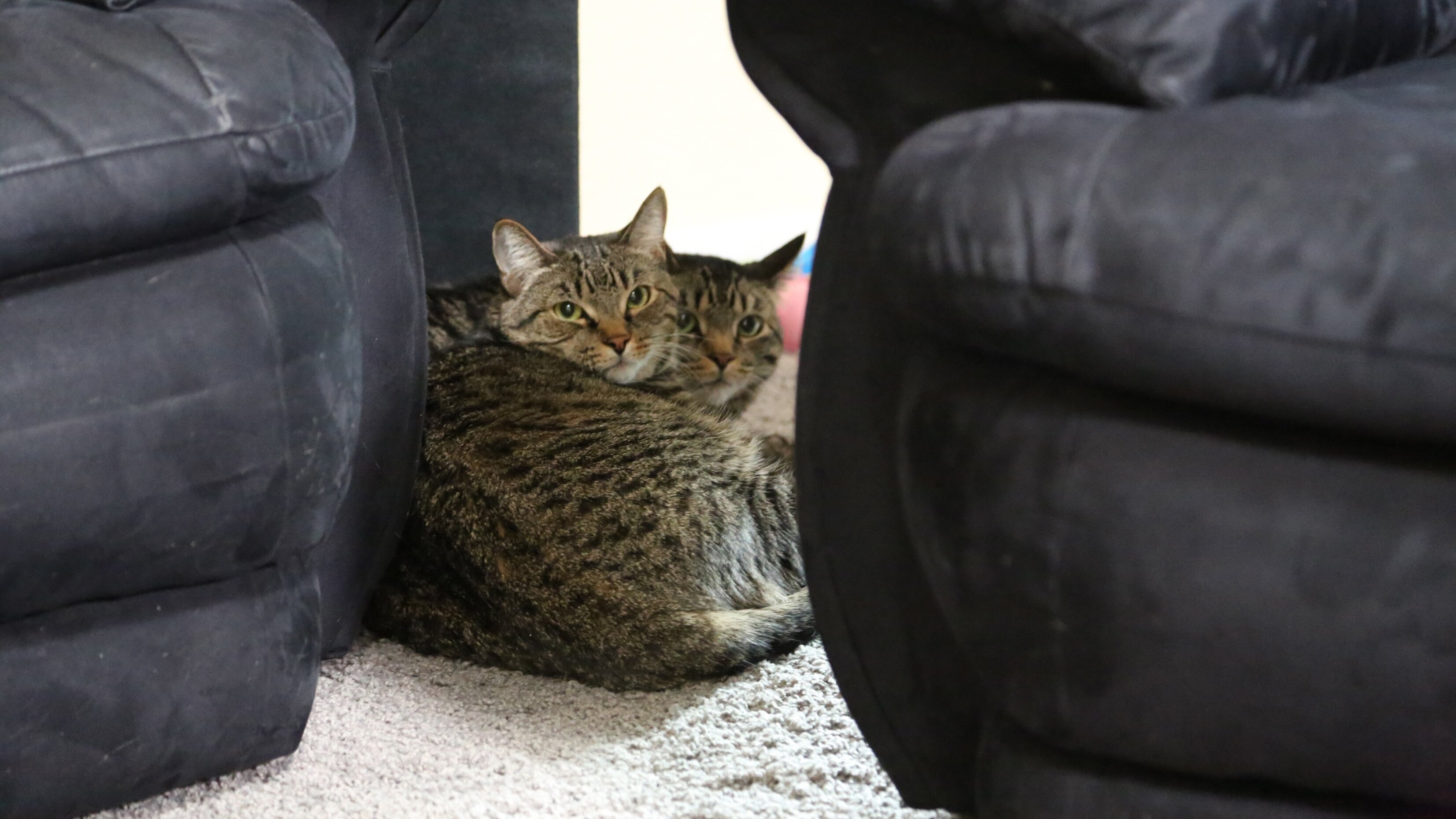 Der Katzenflüsterer