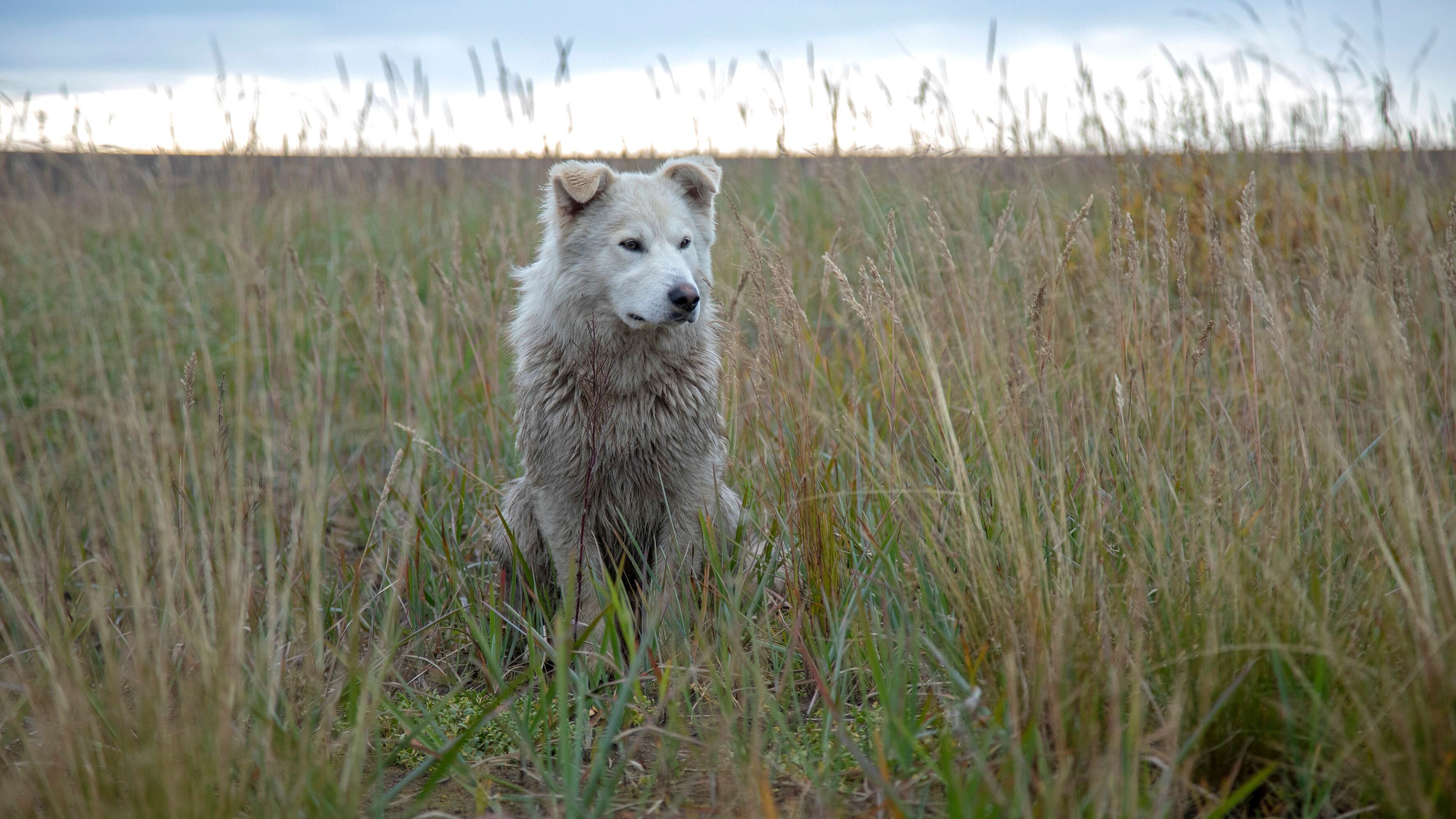 Den iskolde vildmark