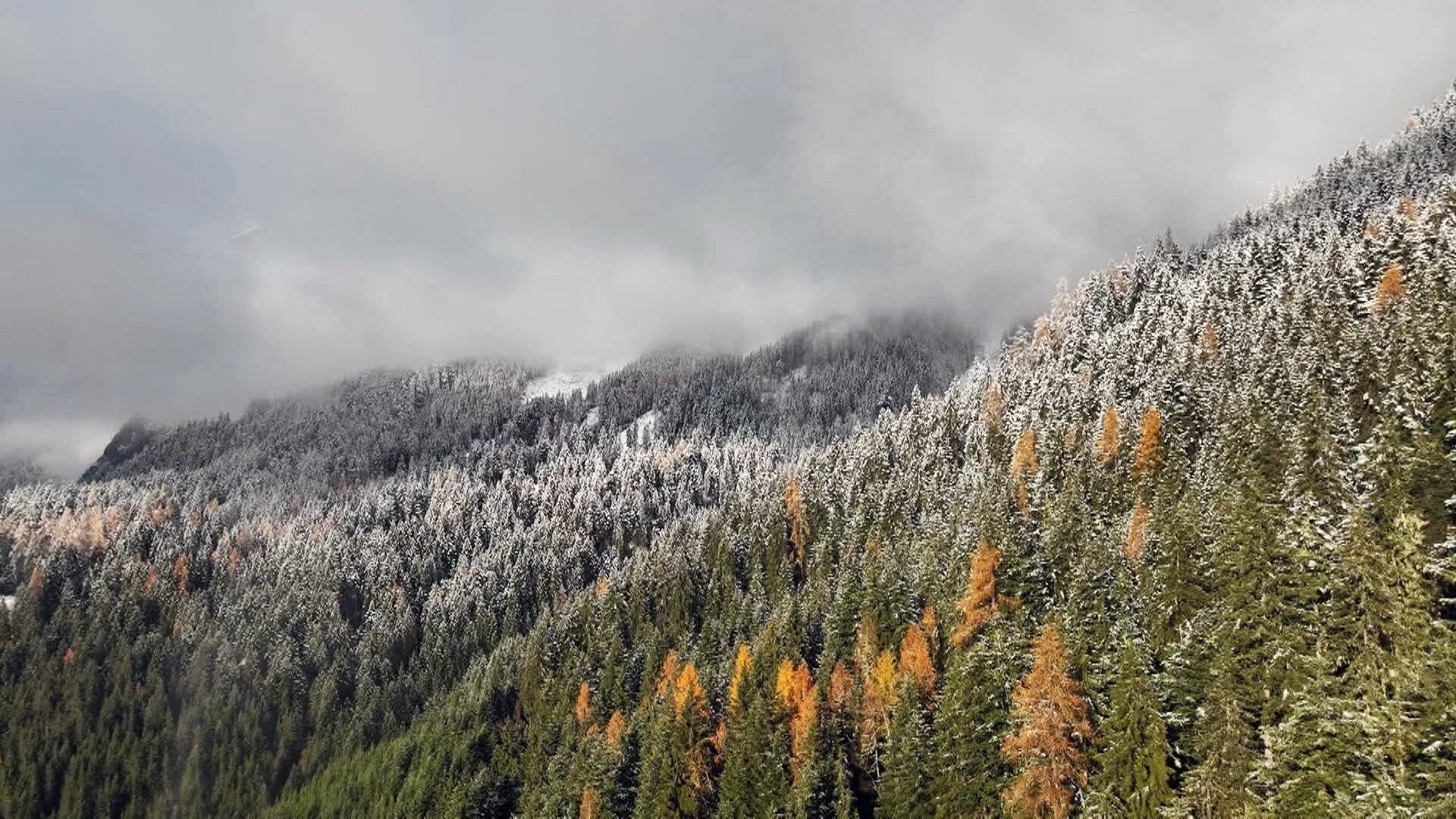 Salzburgs grüner Schatz – Innovation mit Holz