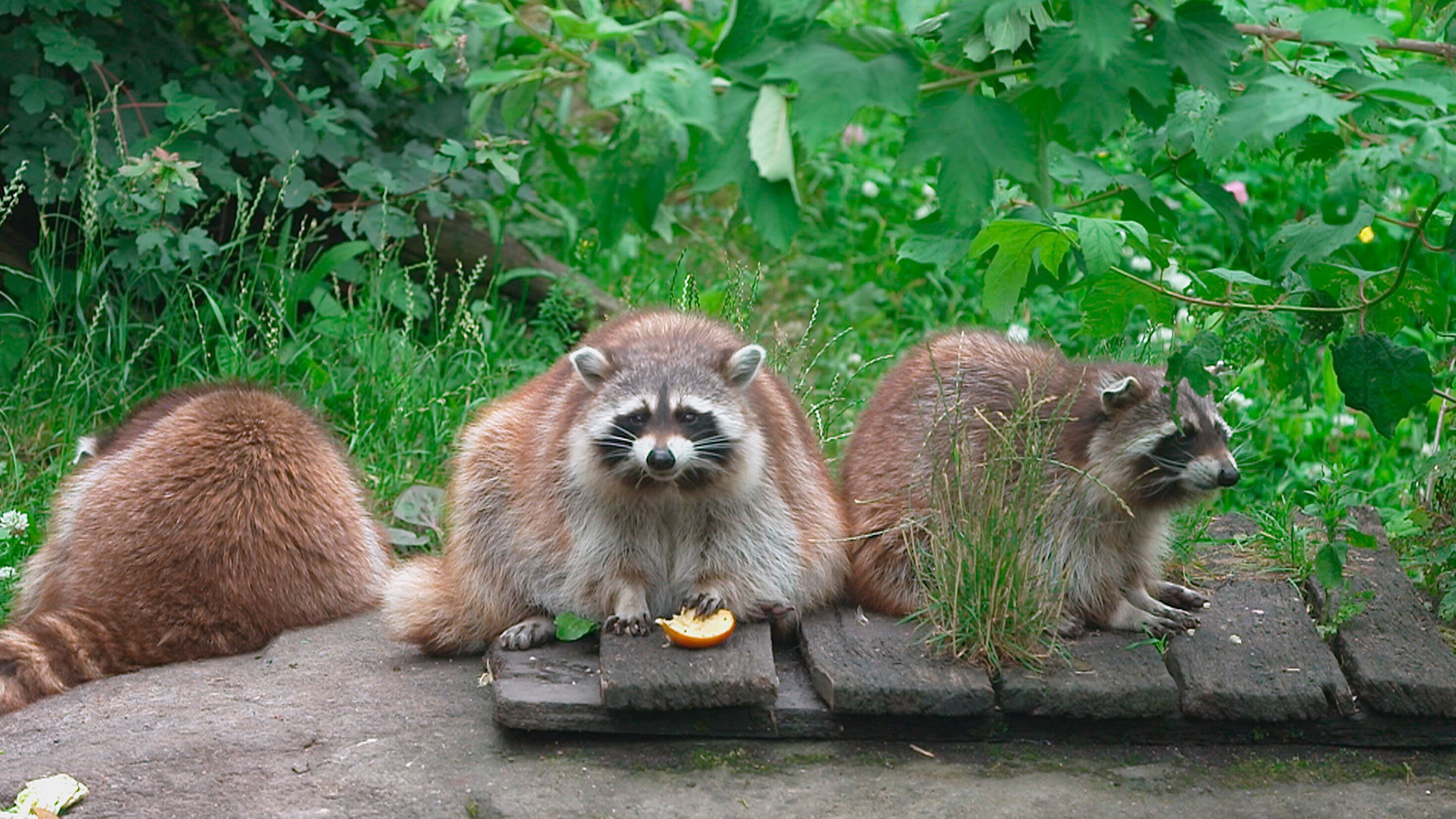 Seelöwe & Co. – tierisch beliebt