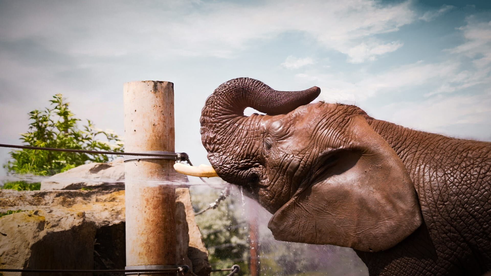 Elefant, Tiger & Kids: Zoo-Praktikum Backstage