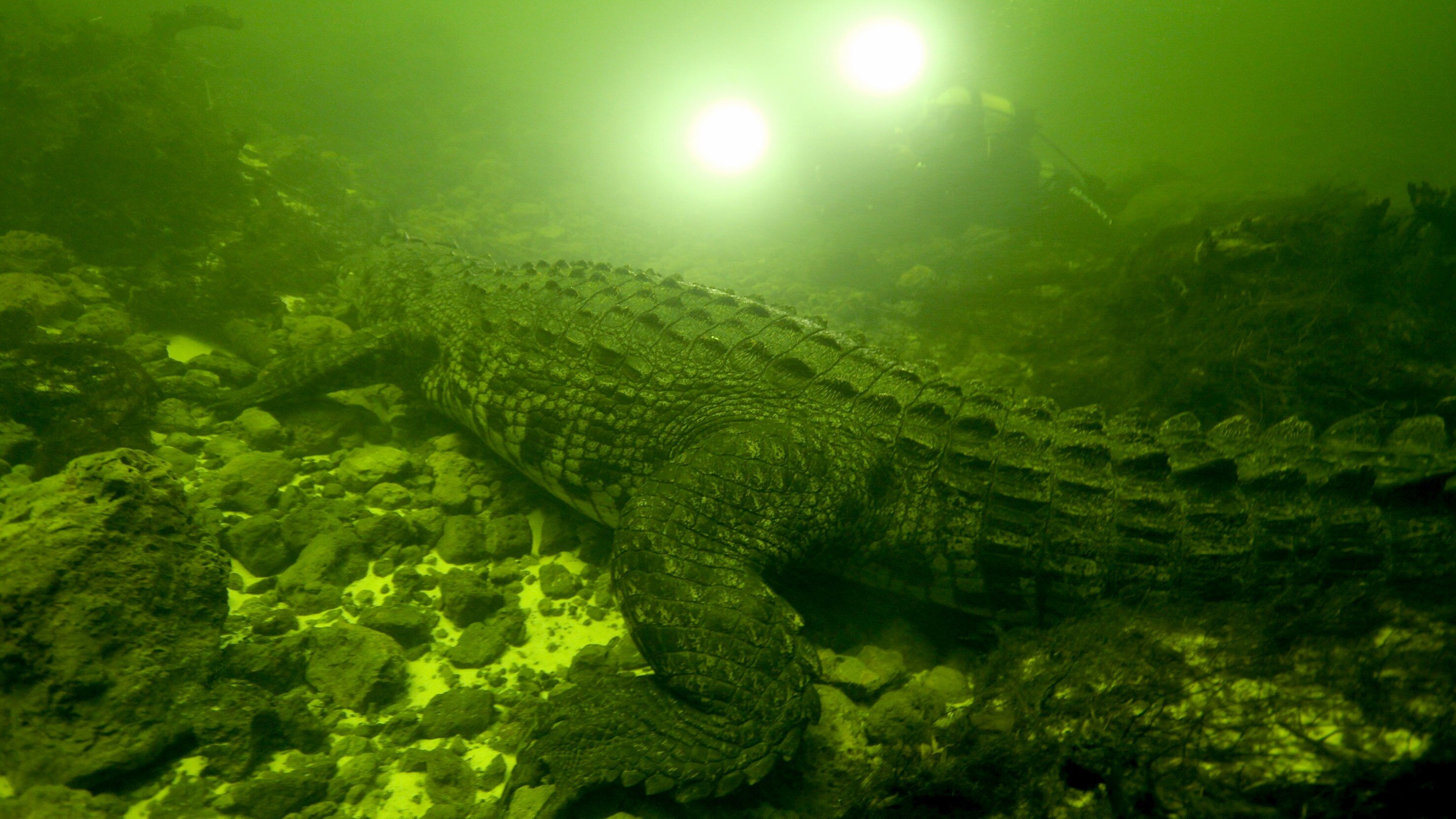 Okavango: Auf Tauchgang mit den Krokodilen