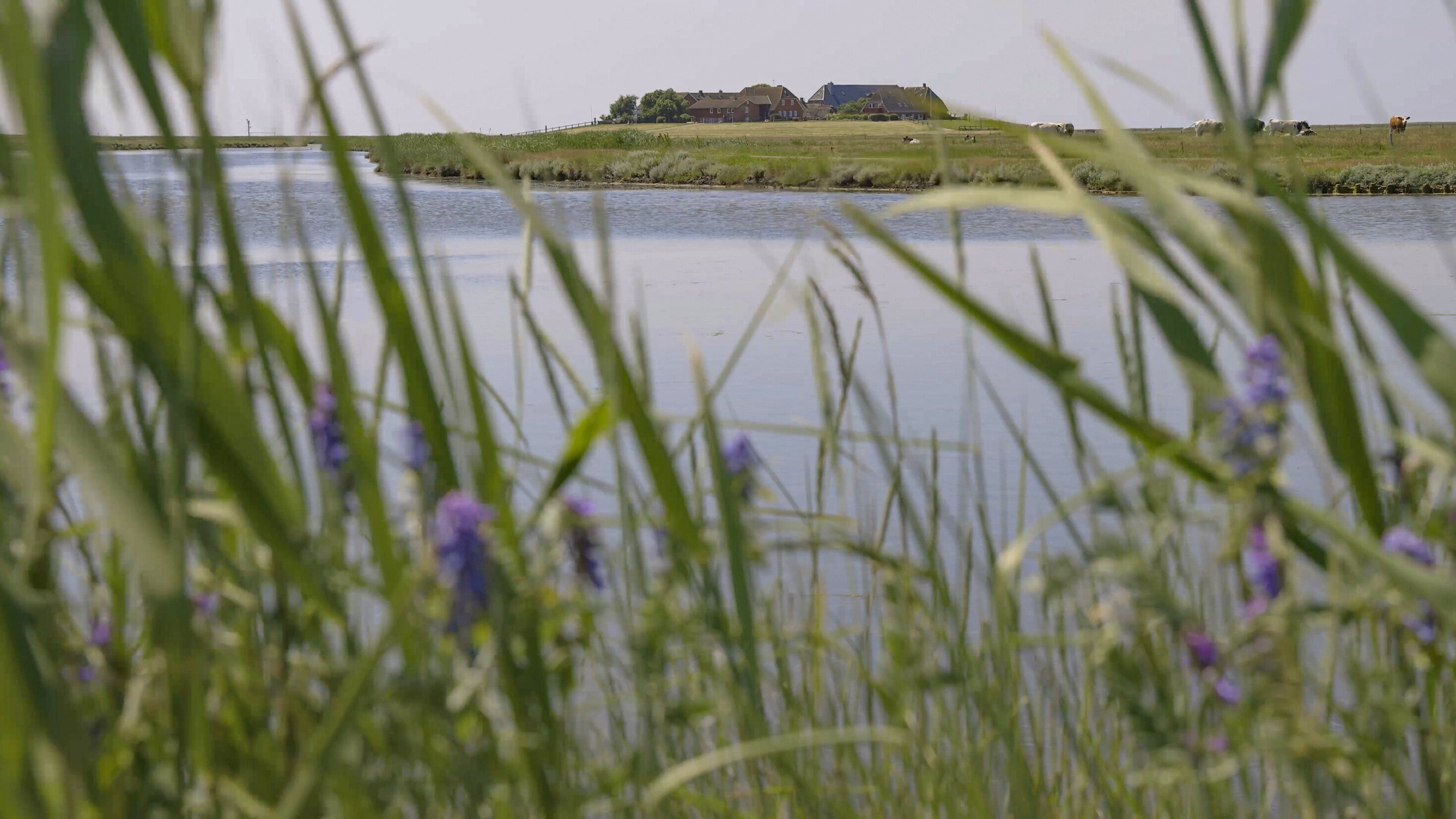 Urknall im Watt – Als die Umwelt wichtig wurde