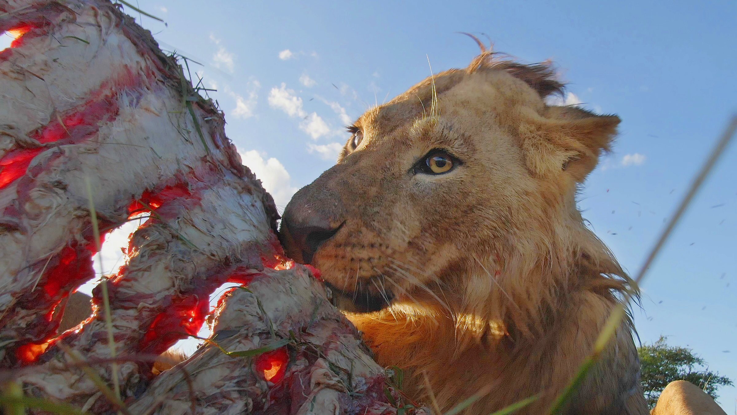 Serengeti