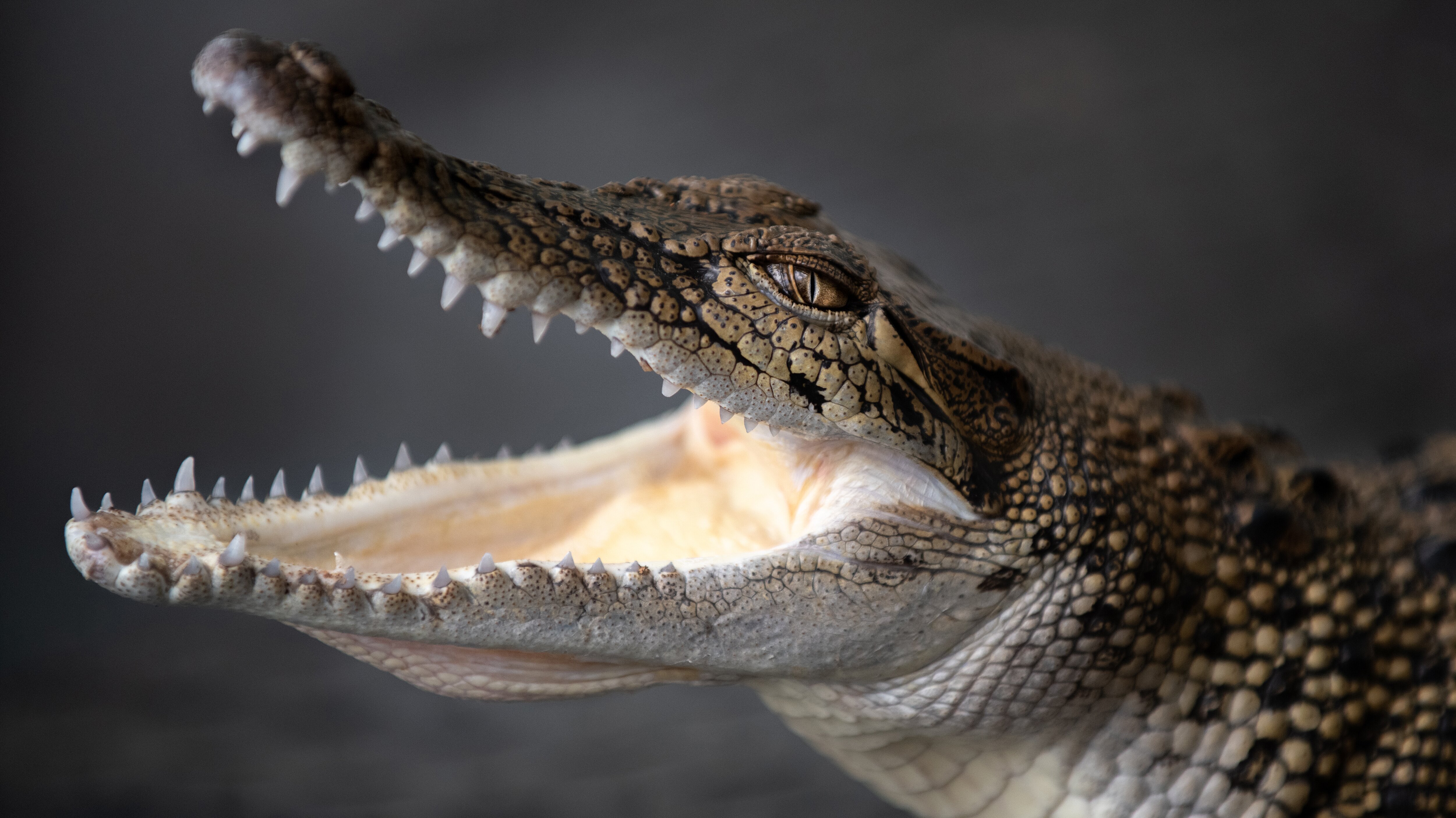 Die Irwins – Crocodile Hunter Family