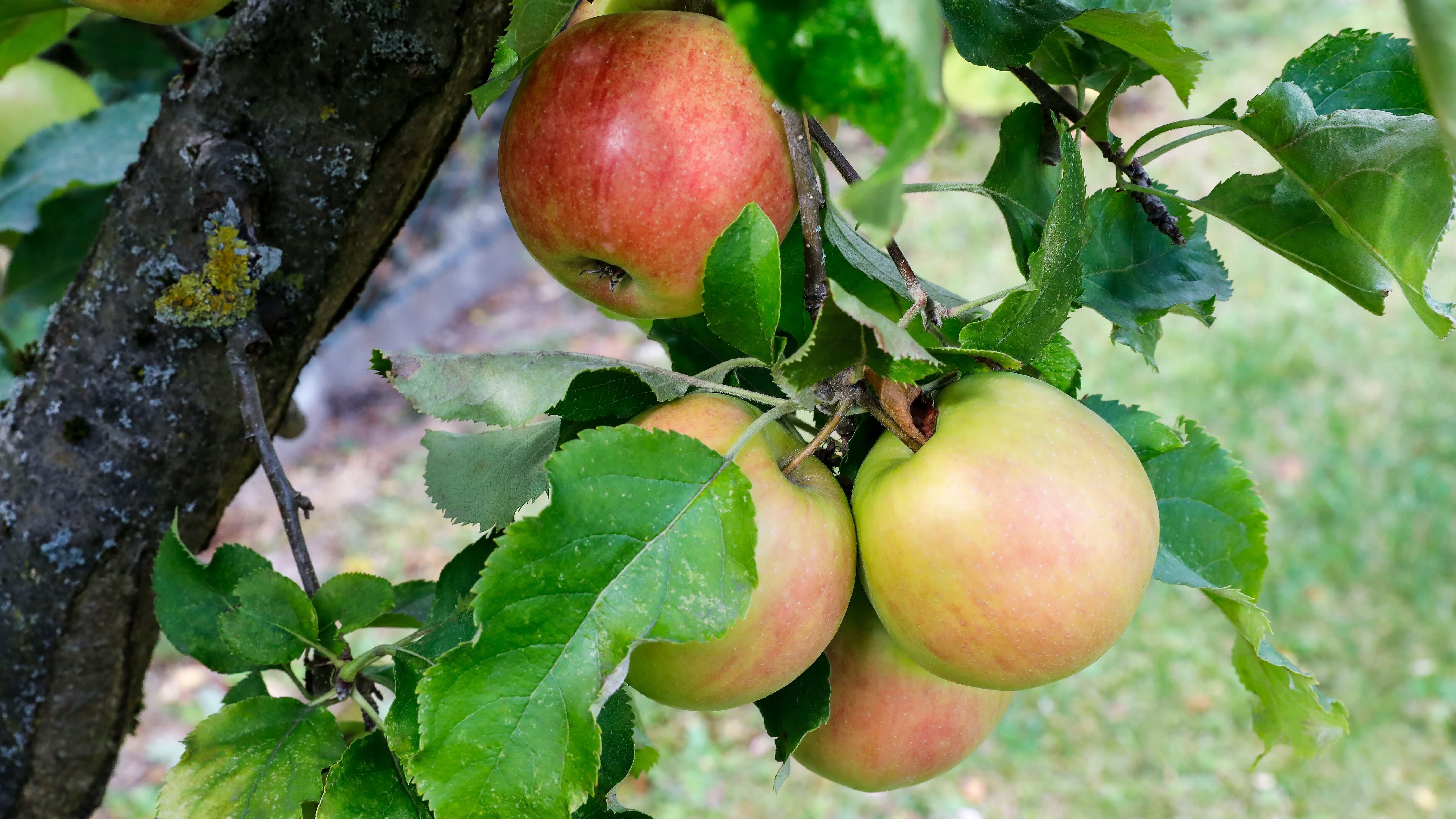 Schnittgut. Alles aus dem Garten