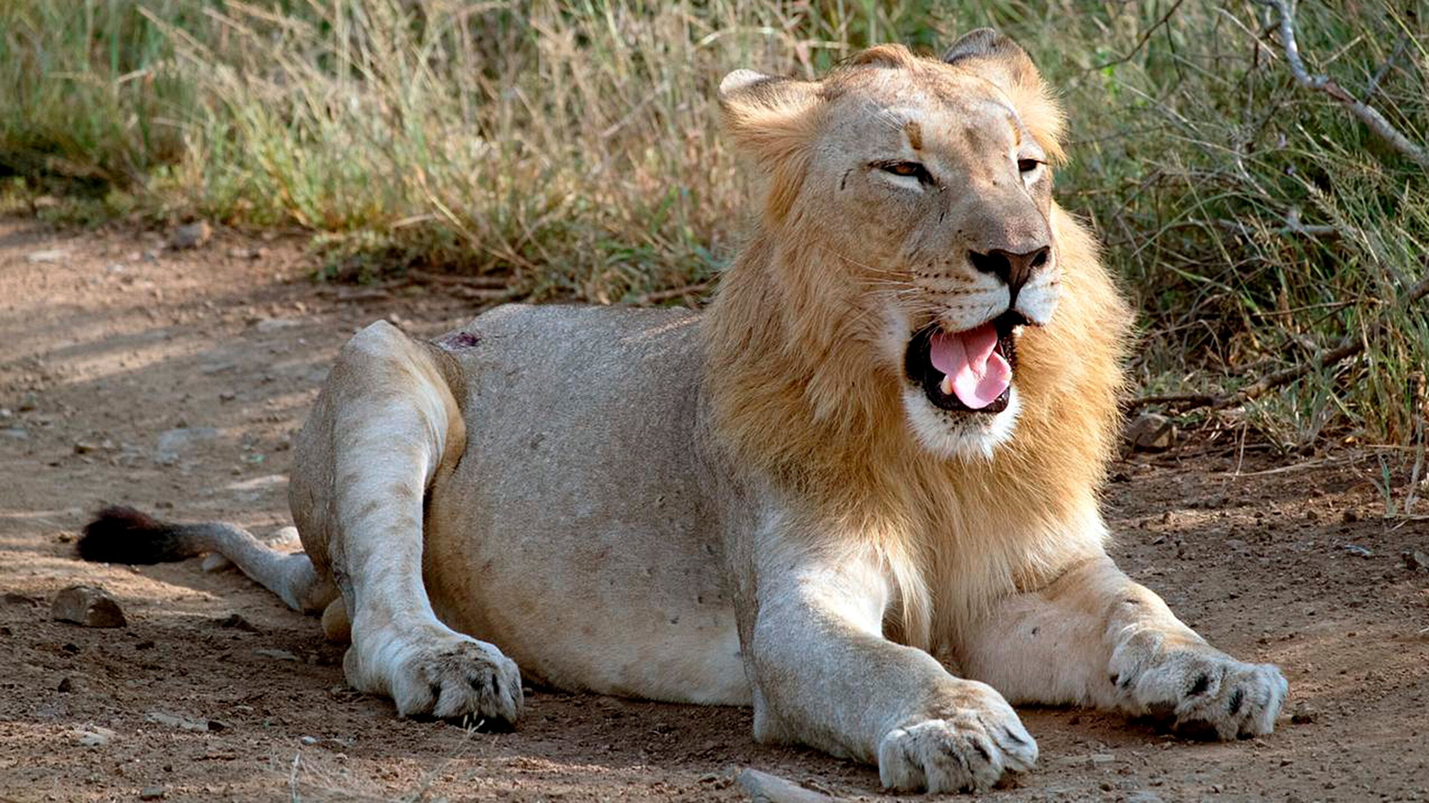 Südafrika: Harte Zeiten für Löwen und Geparde