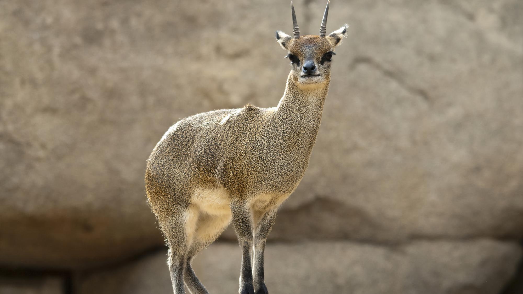 San Diego Zoo