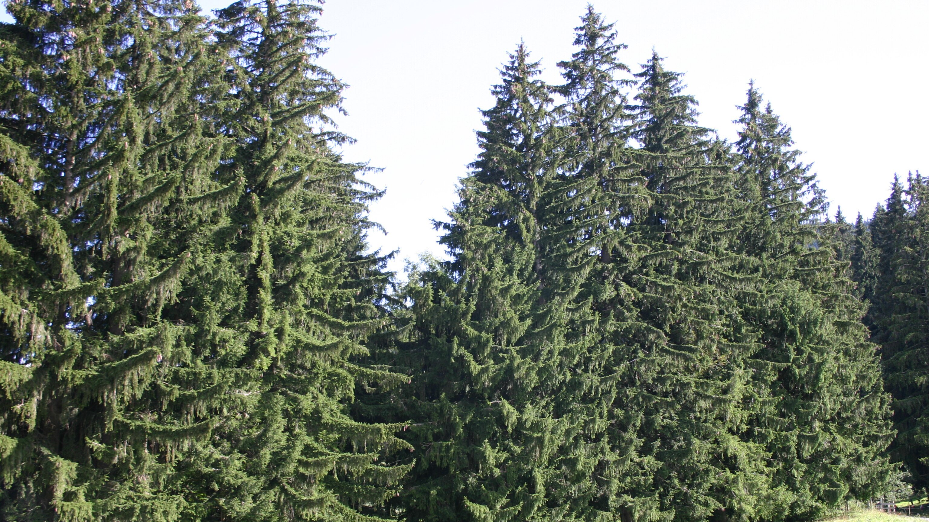 Vom Ahorn bis zur Zwiebel