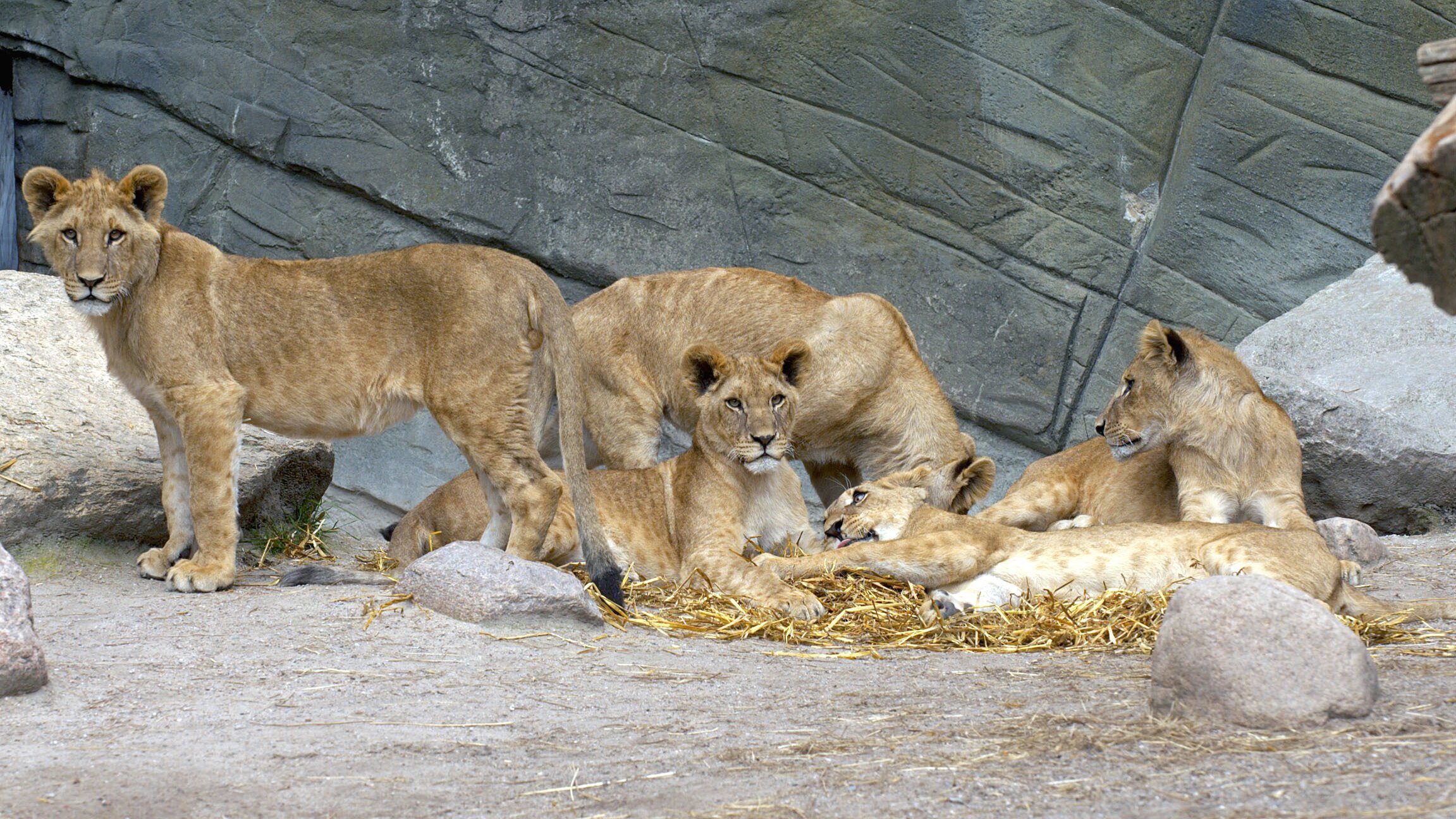Leopard, Seebär & Co.