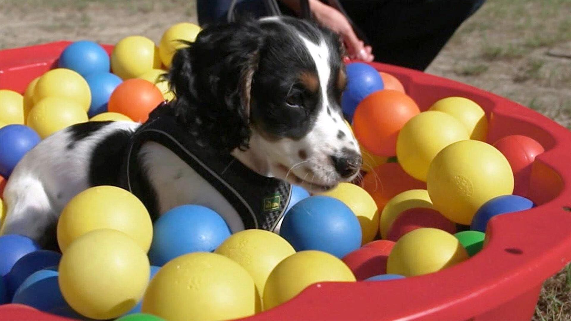 hundkatzemaus – Das Haustiermagazin
