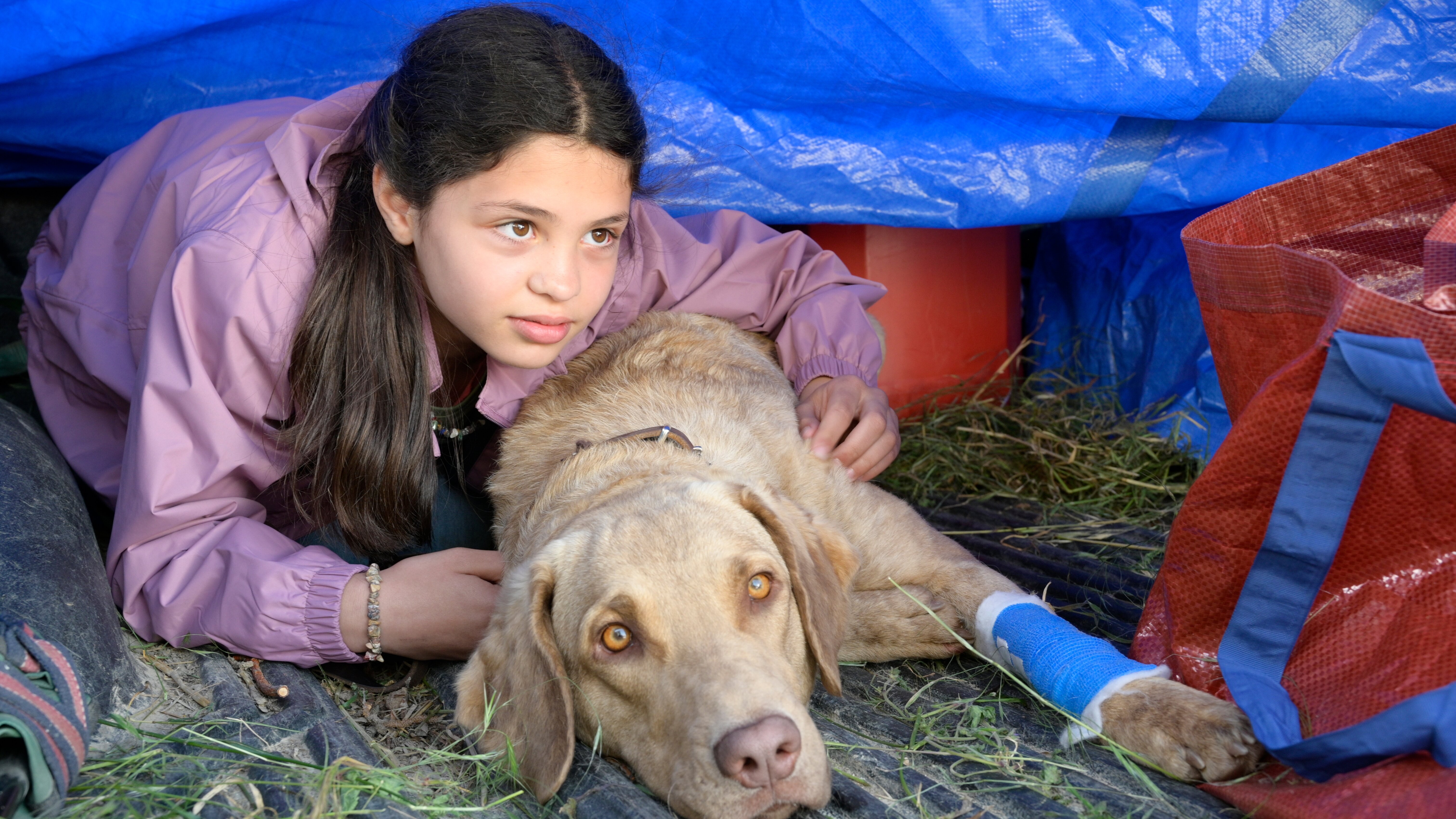 Tiere bis unters Dach