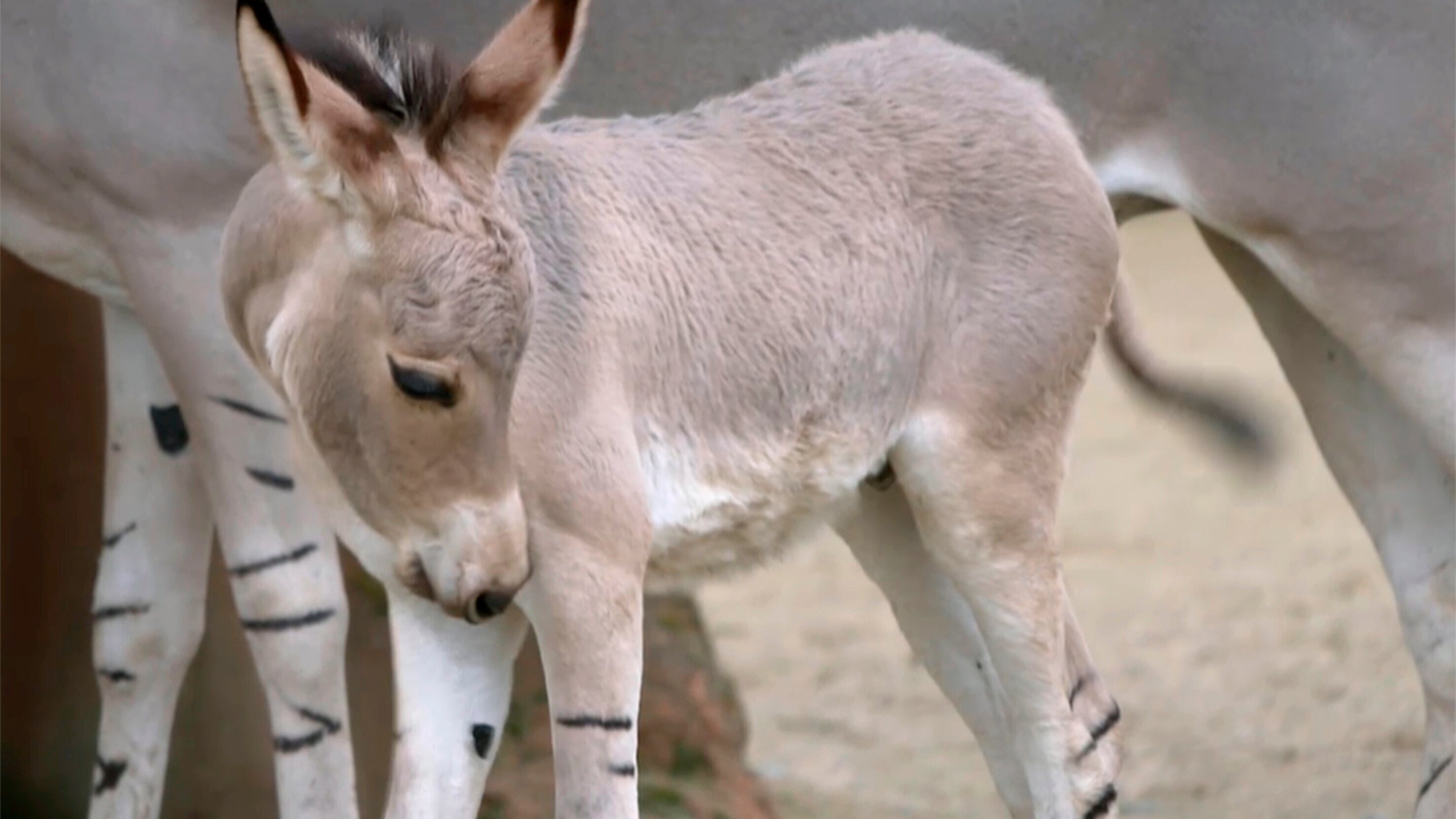 Seelöwe & Co. – tierisch beliebt