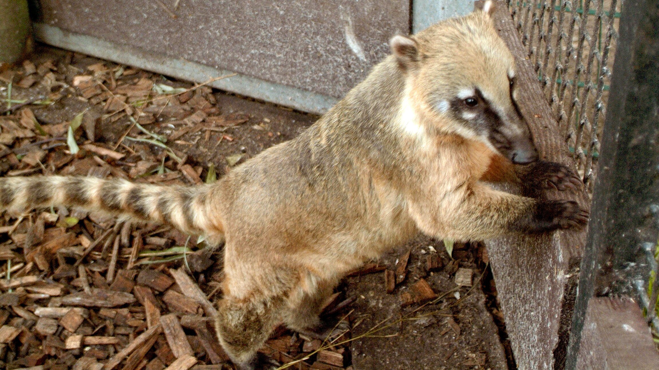 Leopard, Seebär & Co.