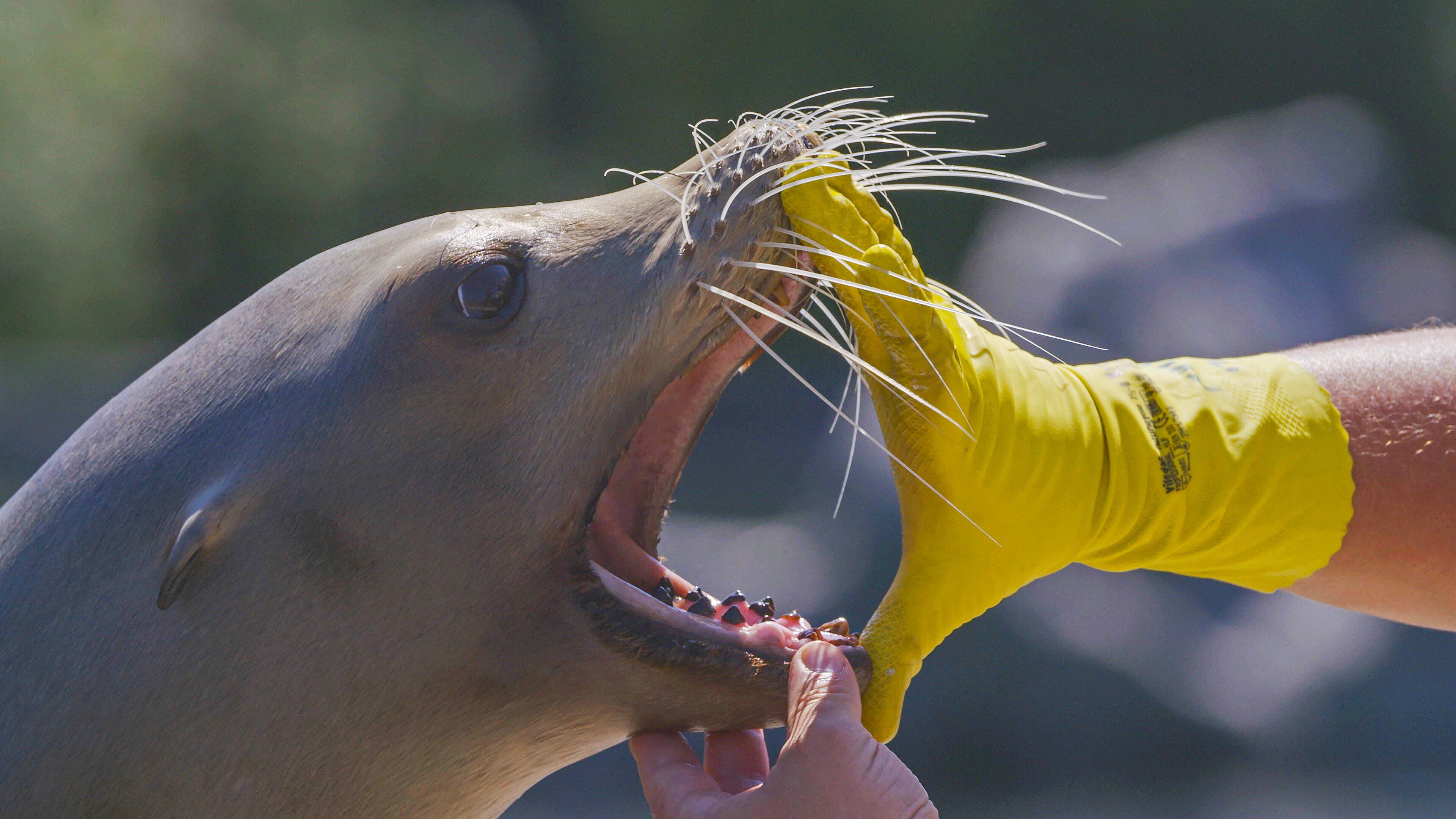 Die wilden 12 – Unsere Zoos im Westen