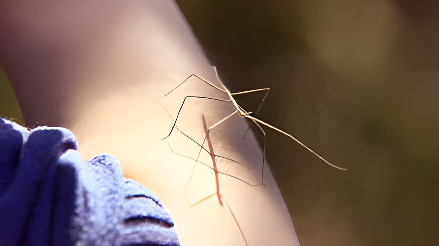 Das Waisenhaus für wilde Tiere – Abenteuer Afrika