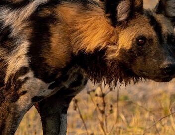 Sur la piste des chiens sauvages d'Afrique
