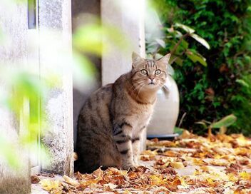 La vie secrète des chats