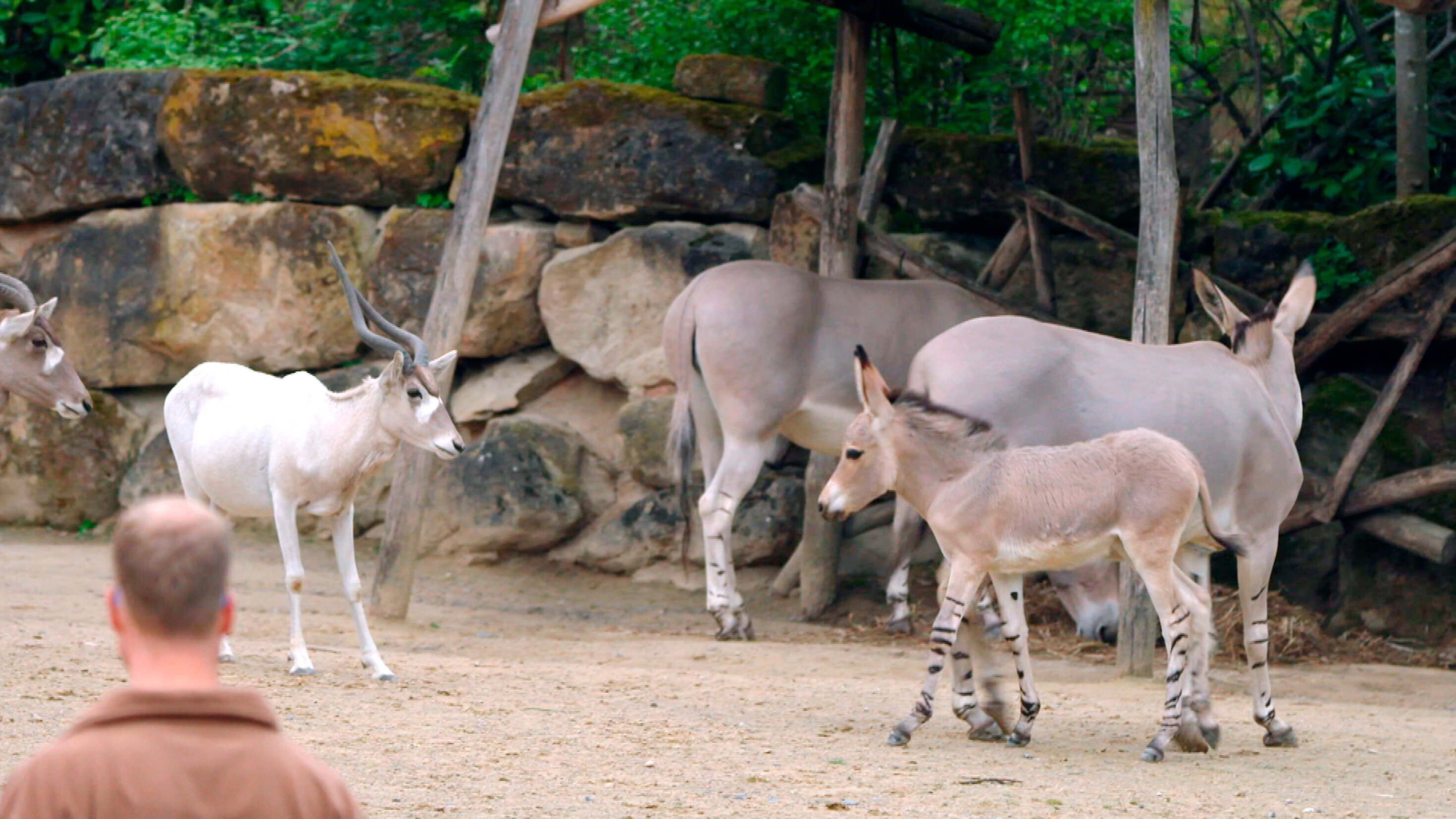 Seelöwe & Co. – tierisch beliebt