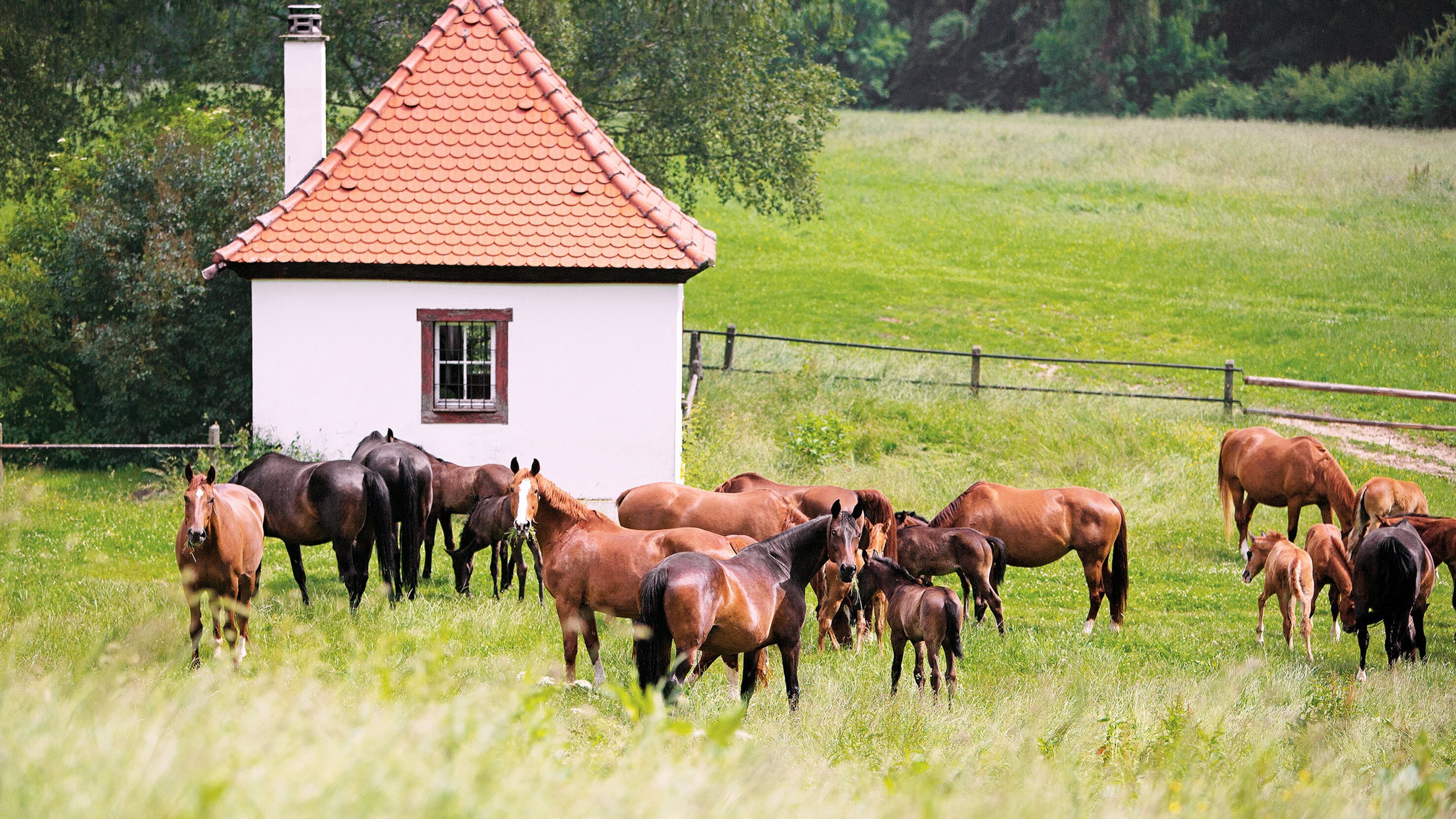 Marbach – Das Gestüt, seine Pferde und seine Menschen