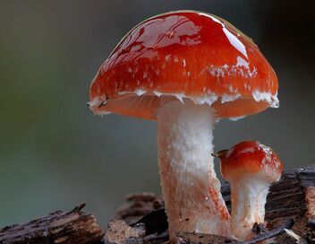 Au royaume des champignons