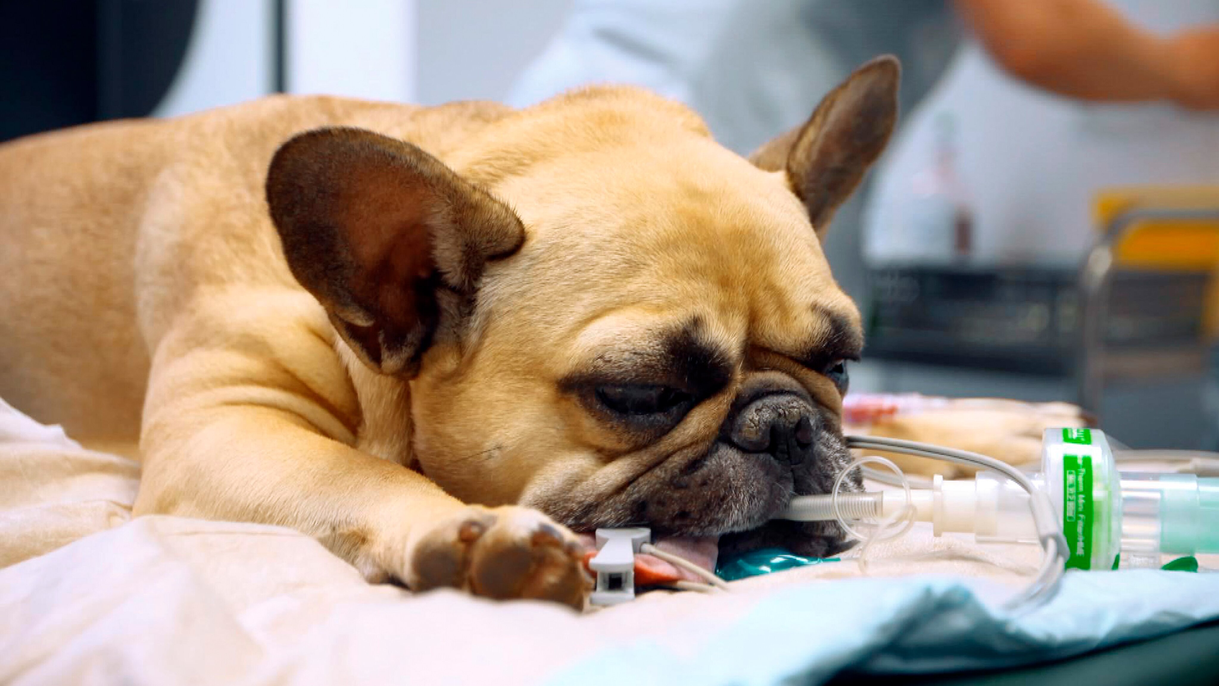 Tierretter unterwegs in Mitteldeutschland