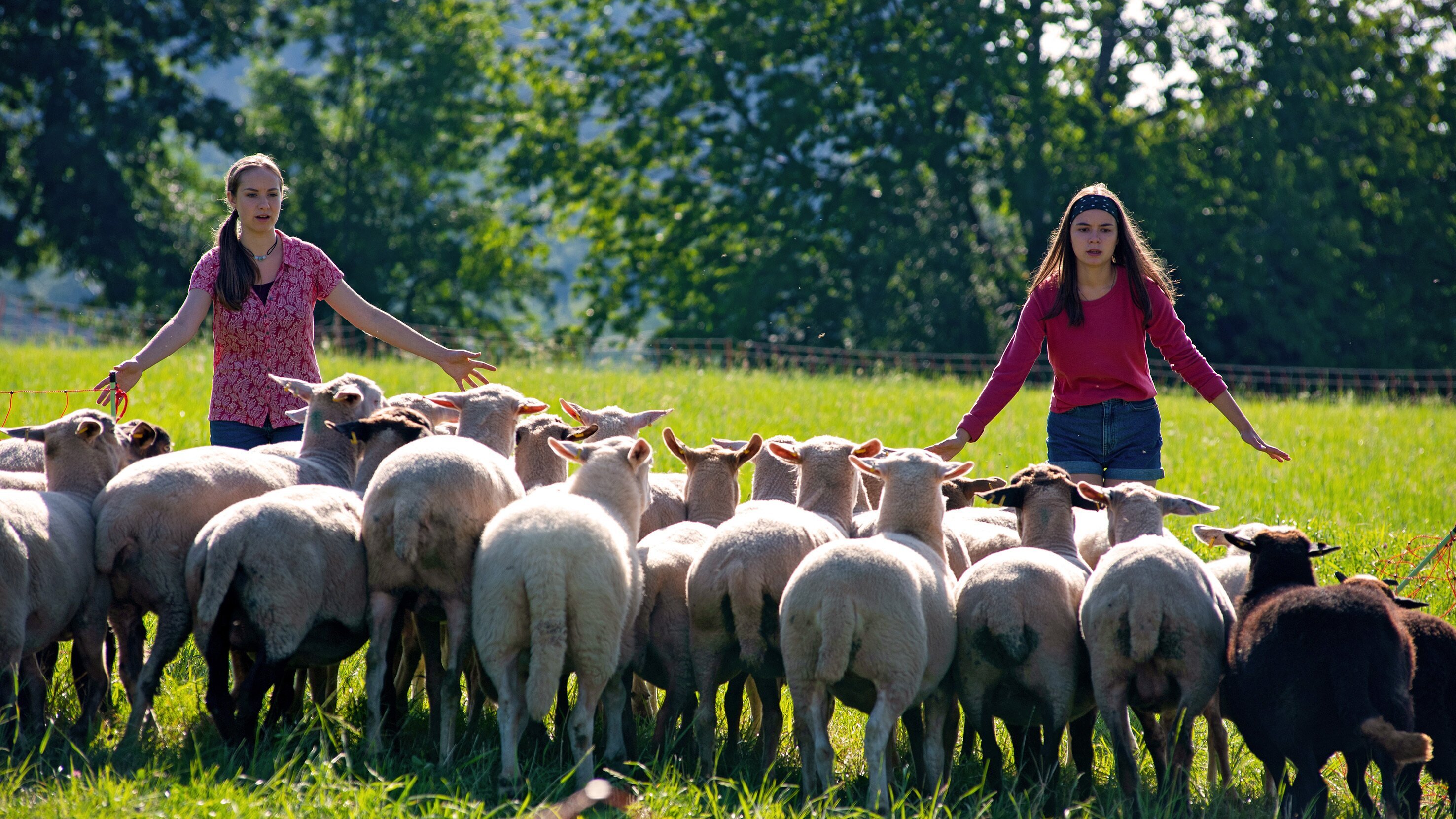 Tiere bis unters Dach