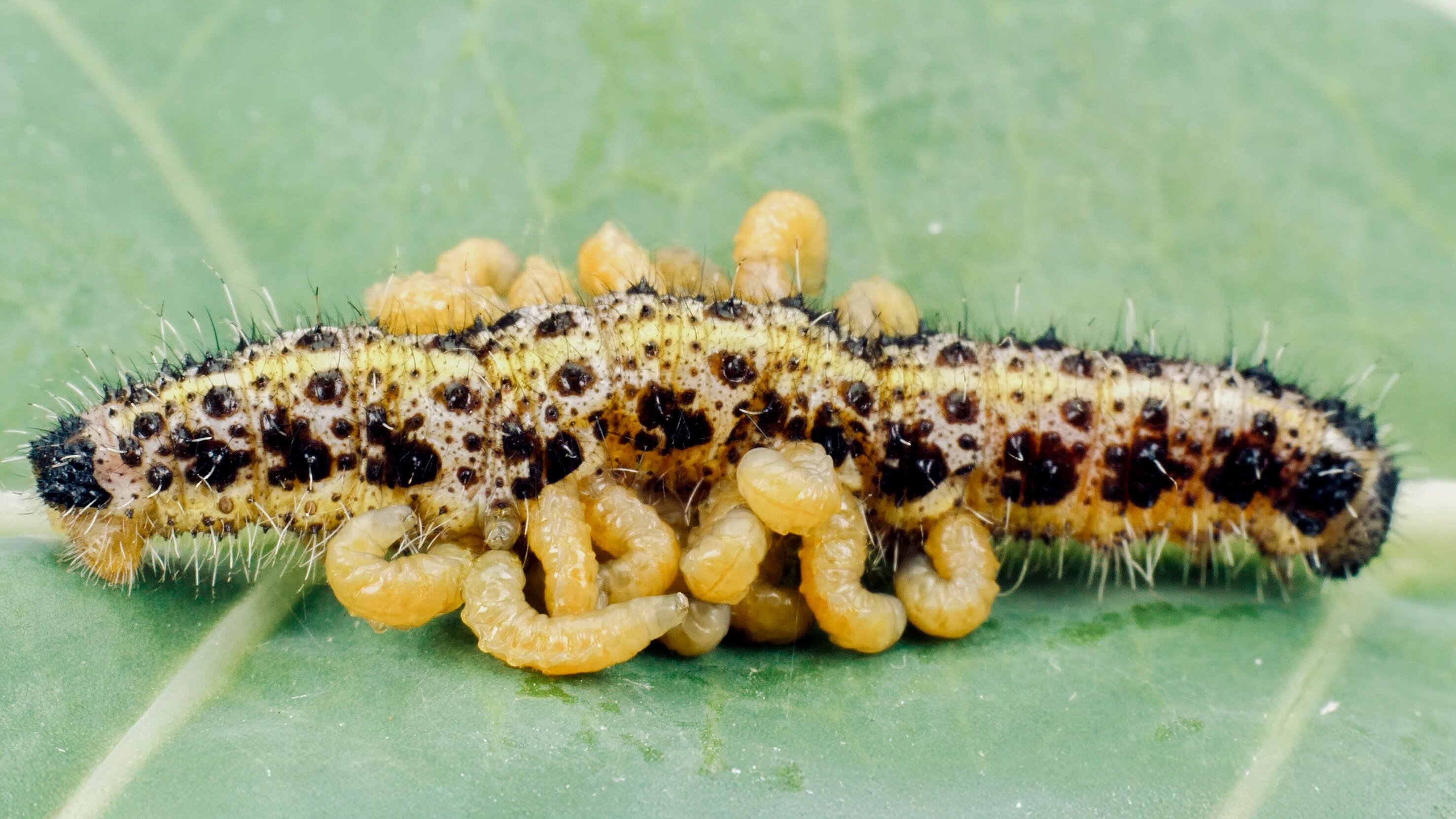 Parasiten packen aus