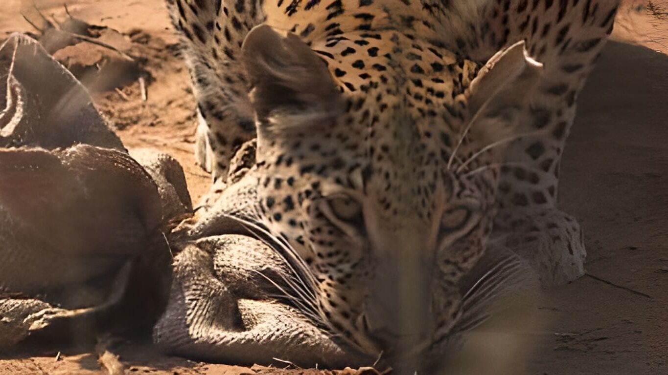 Das Waisenhaus für wilde Tiere – Abenteuer Afrika