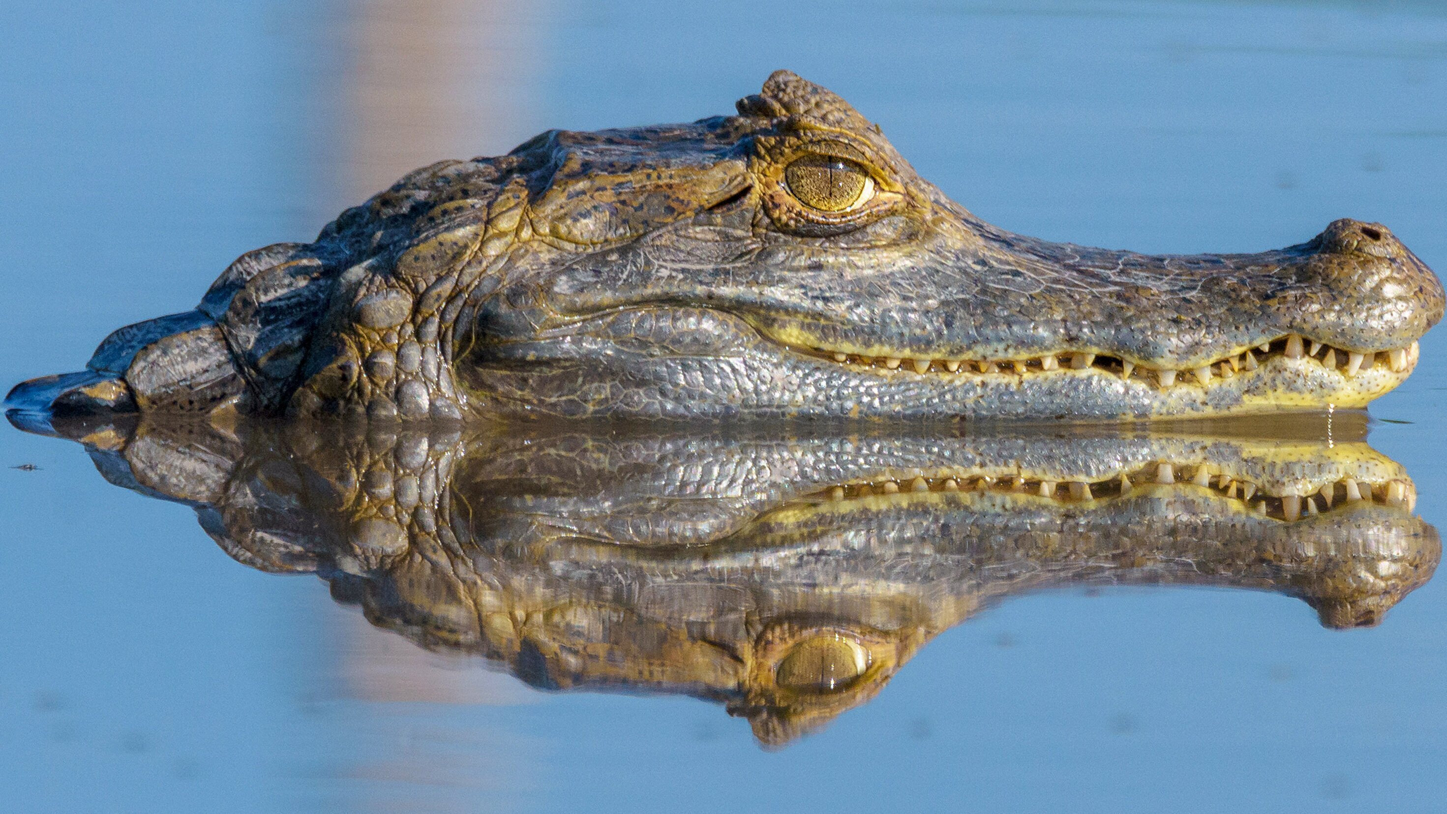 Durch das Jahr in der weltweiten Wildnis