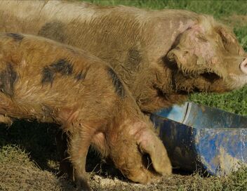 Animaux, patrimoine oublié !