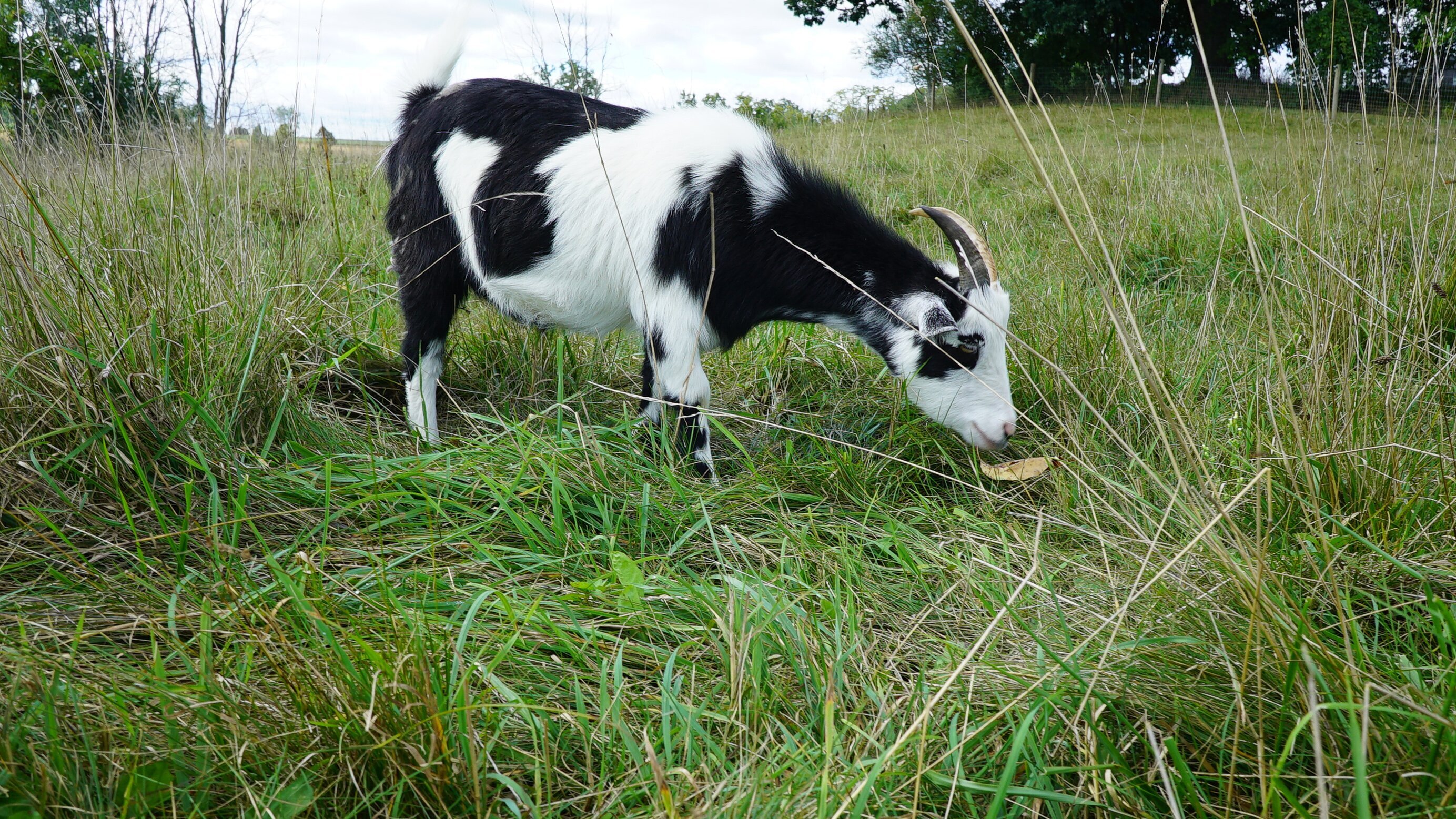 Animal Farm Michigan – Zuflucht für Tiere