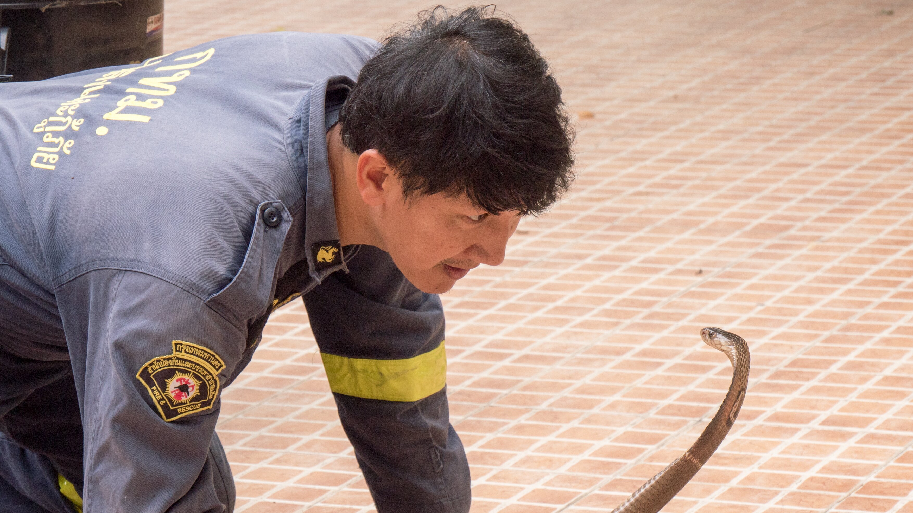 Auf Schlangenjagd in Bangkok