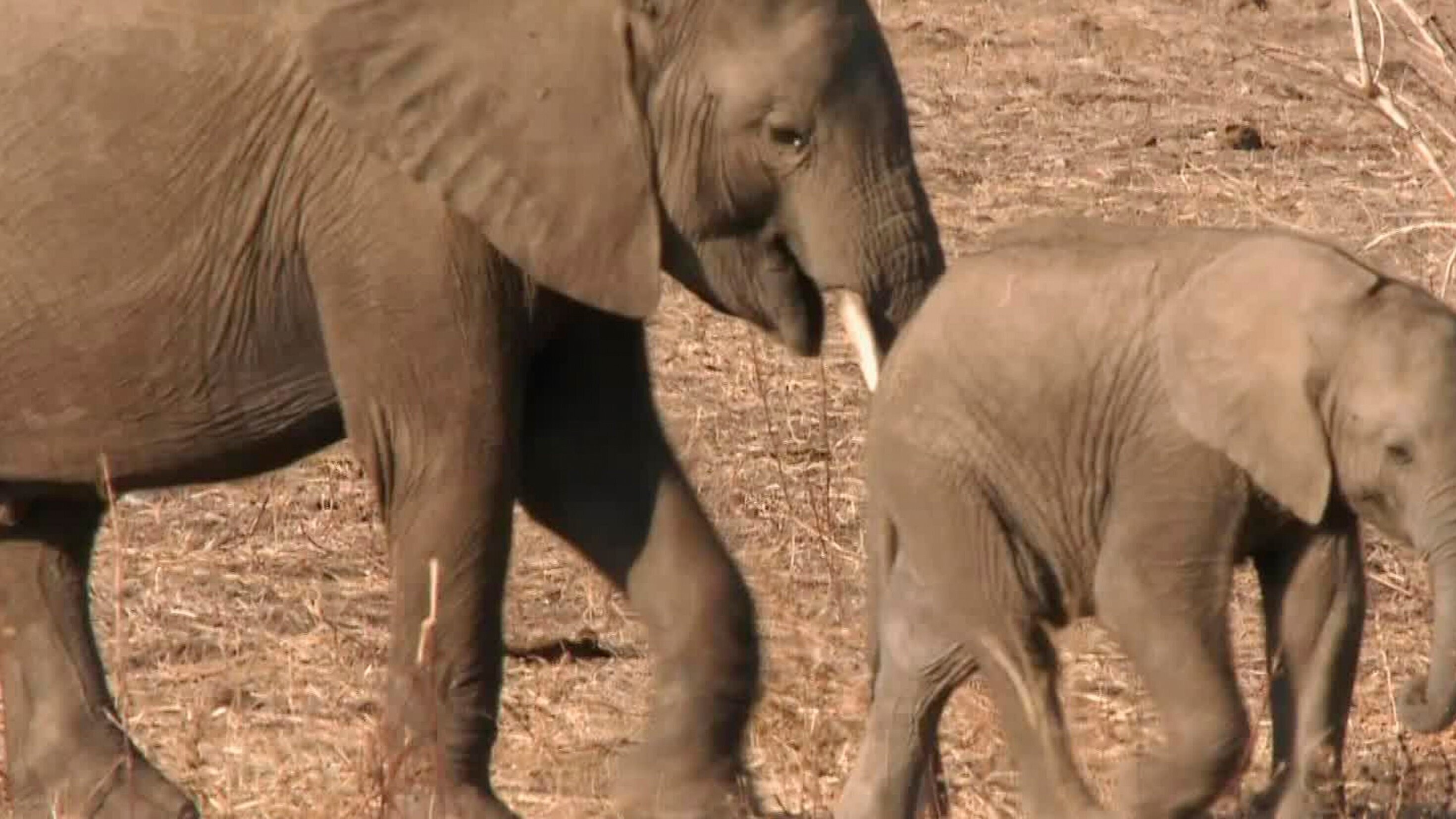 Die wilden Flüsse Afrikas