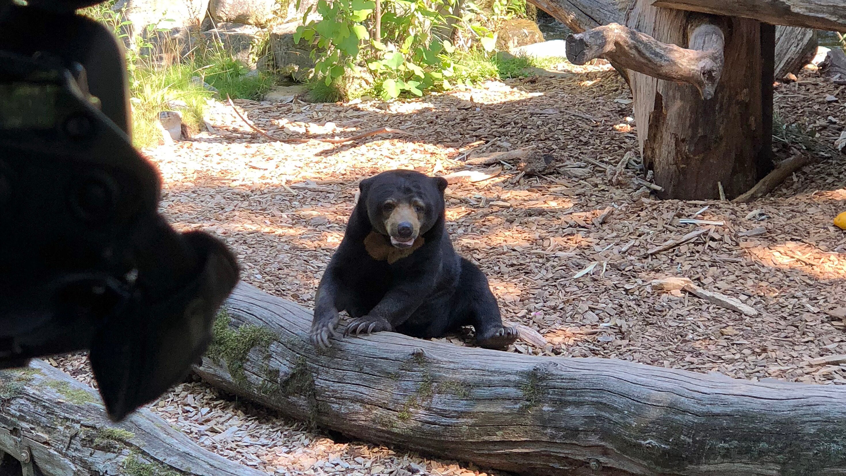 WILDER WILDER WESTEN